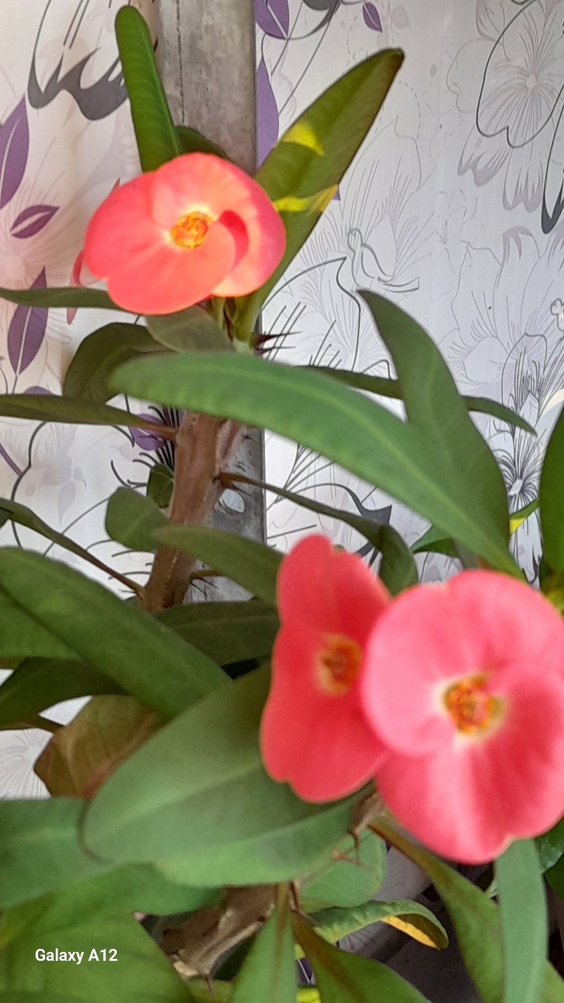 Domestic life documented in Russian town: pets, flowers, food