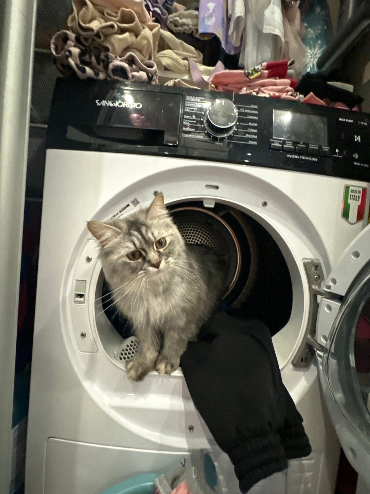 Morning domestic life documented in Chaikovsky: cats, selfies, baby care