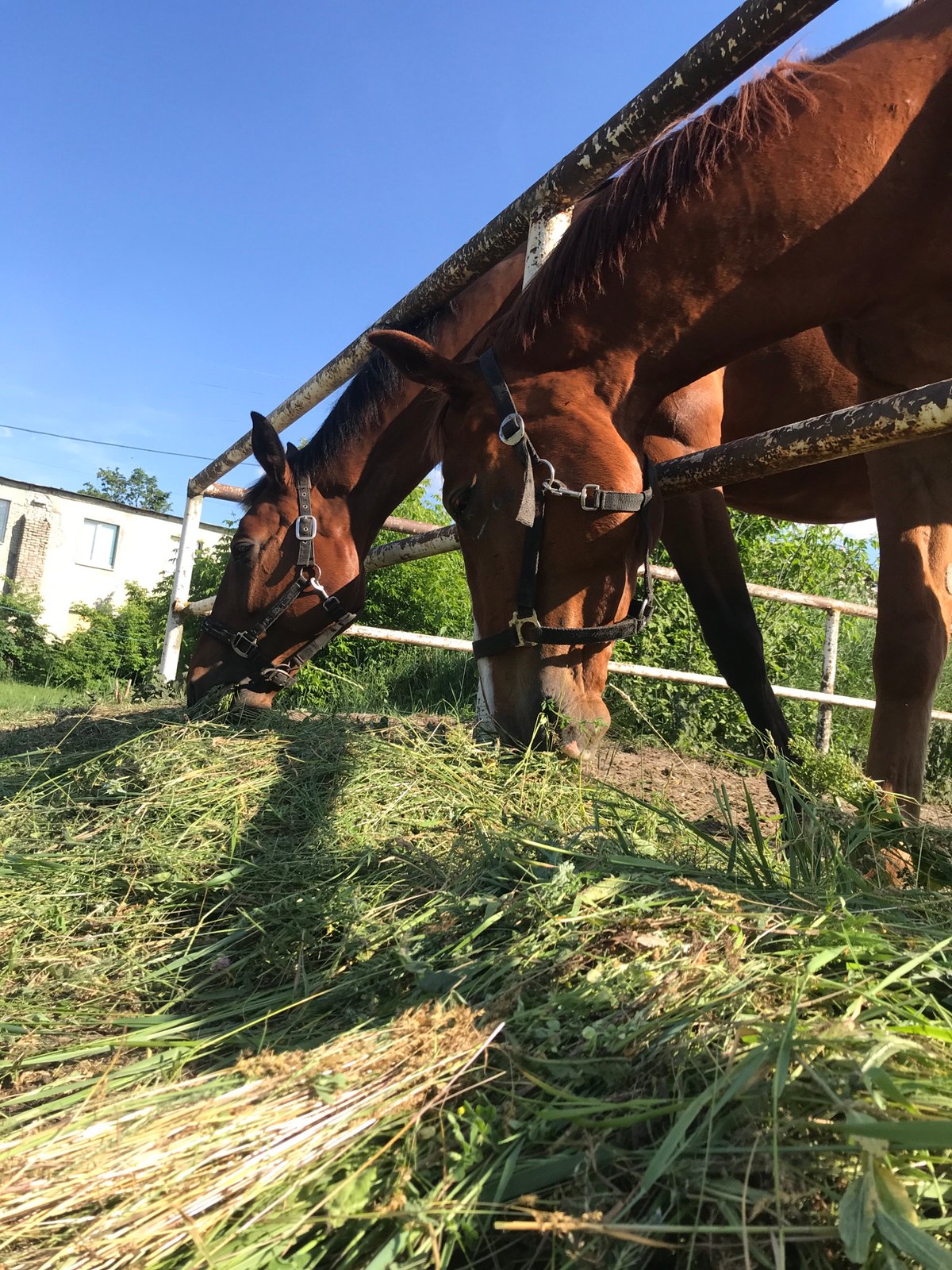 Horses Graze Peacefully in Outdoor Equestrian Setting