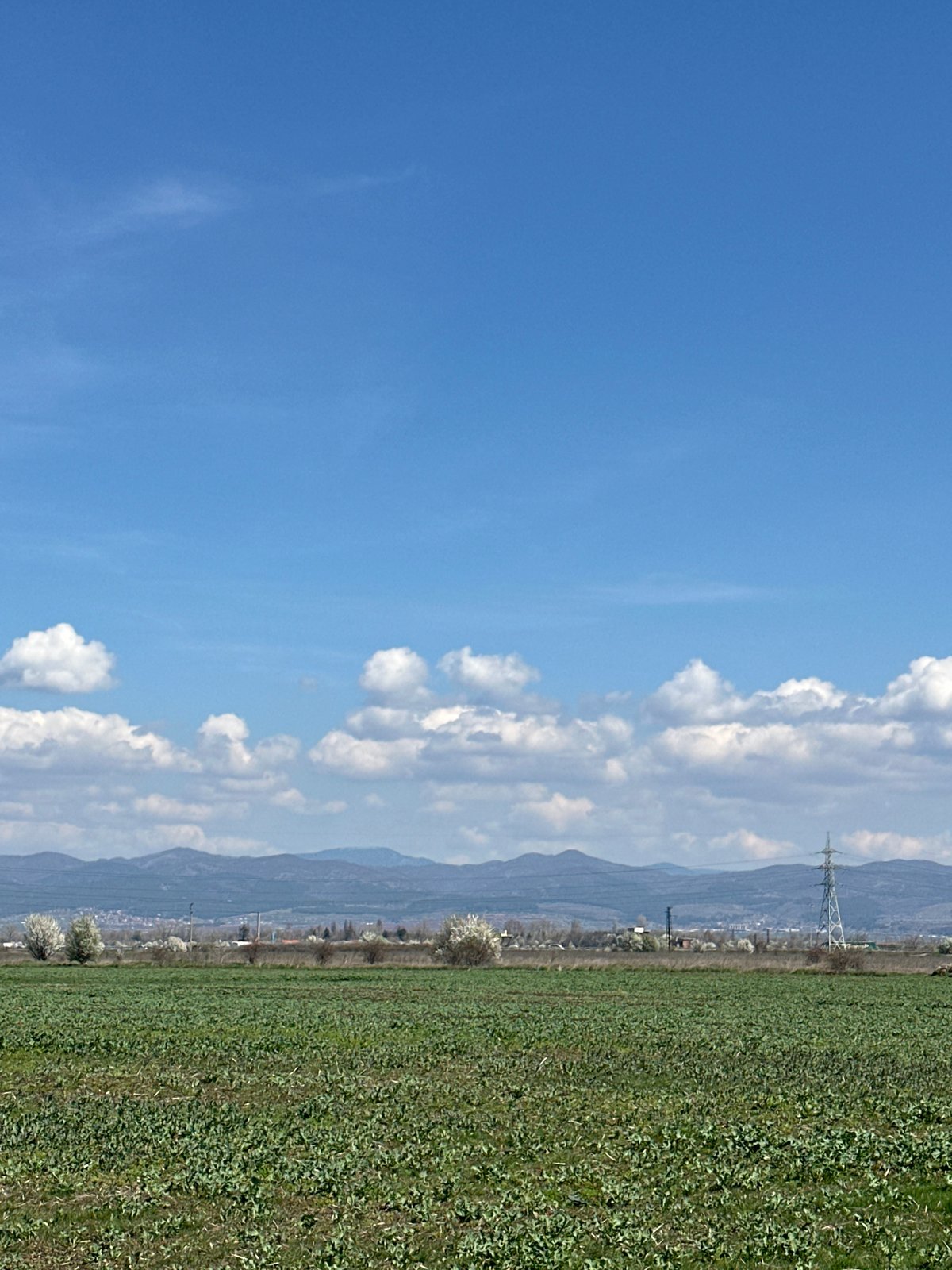 Morning scenes in Sofia: dog plays in fields, energy drinks on table