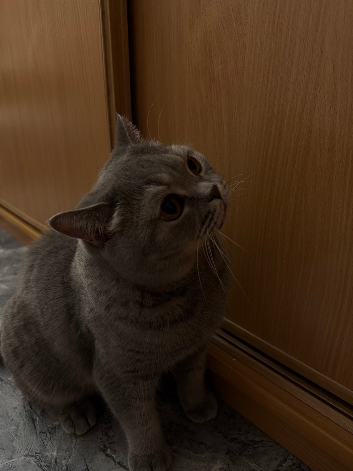 Cat photography session and shoe customization captured in Perm