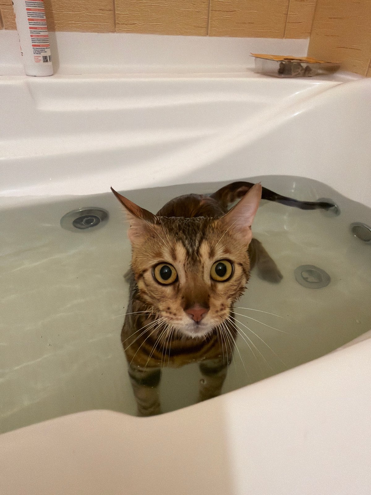 Bengal cat's morning routine documented in Krasnoyarsk home