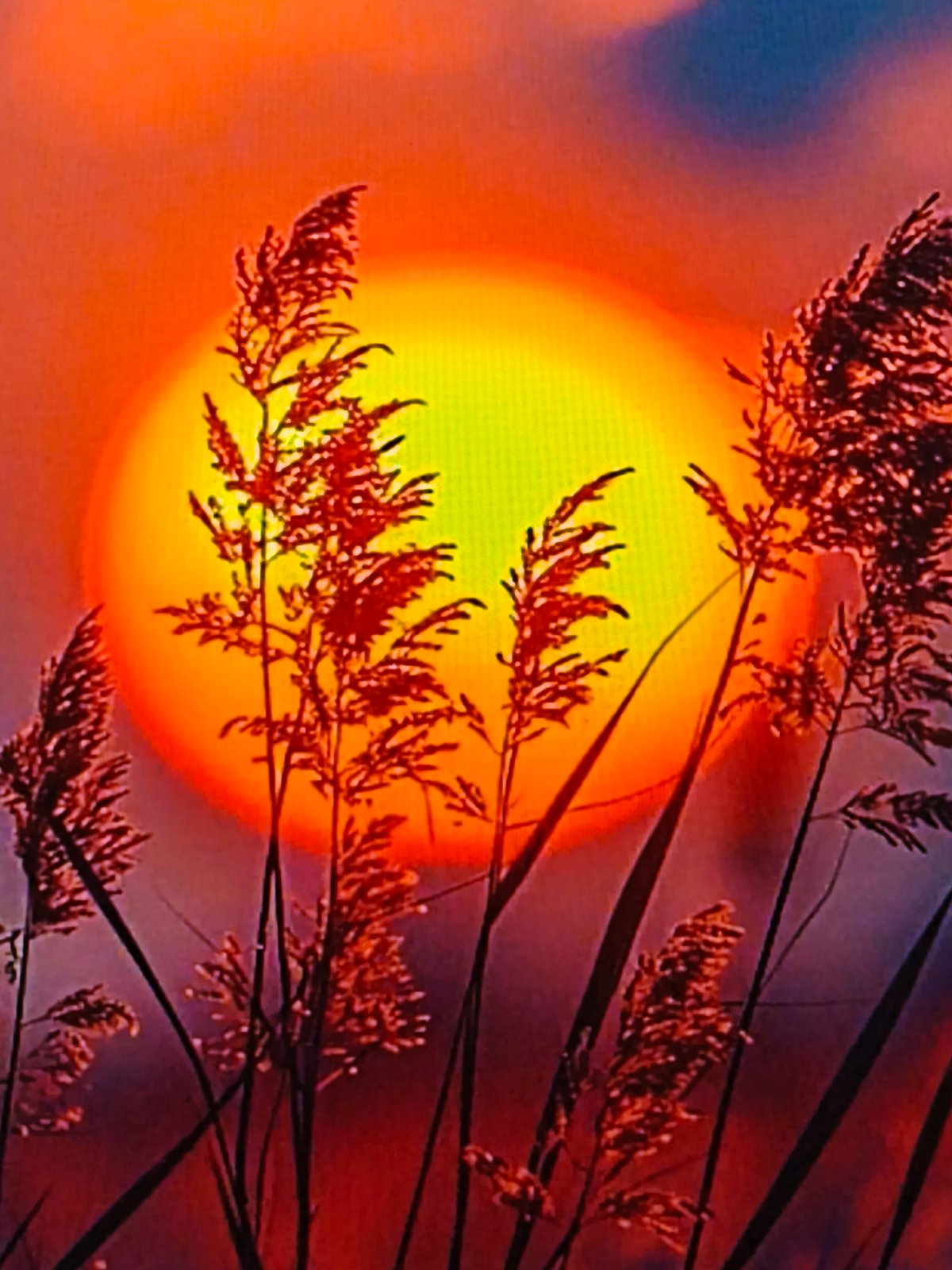 A personal mix of nature shots and art saves from Steblivka