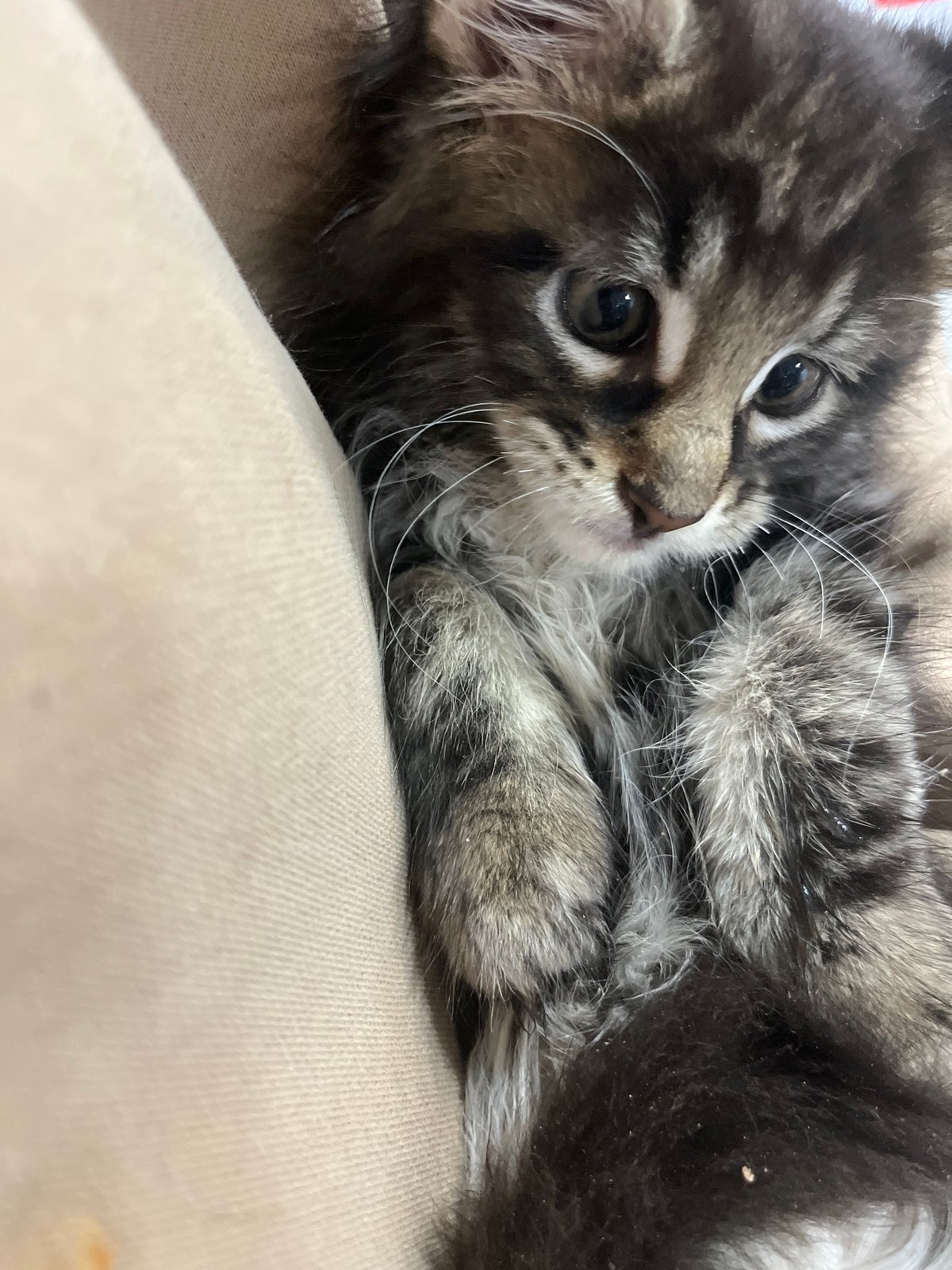Tabby kitten resting on a cream surface, low-angle close-up.