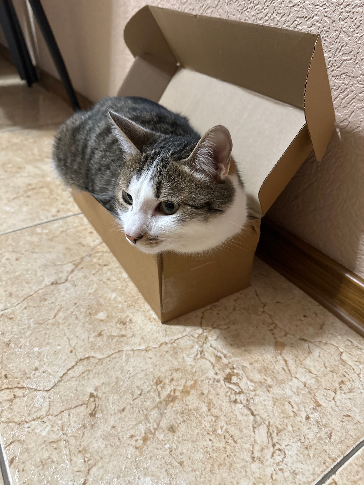 Cat sits in cardboard box in Krasnoyarsk