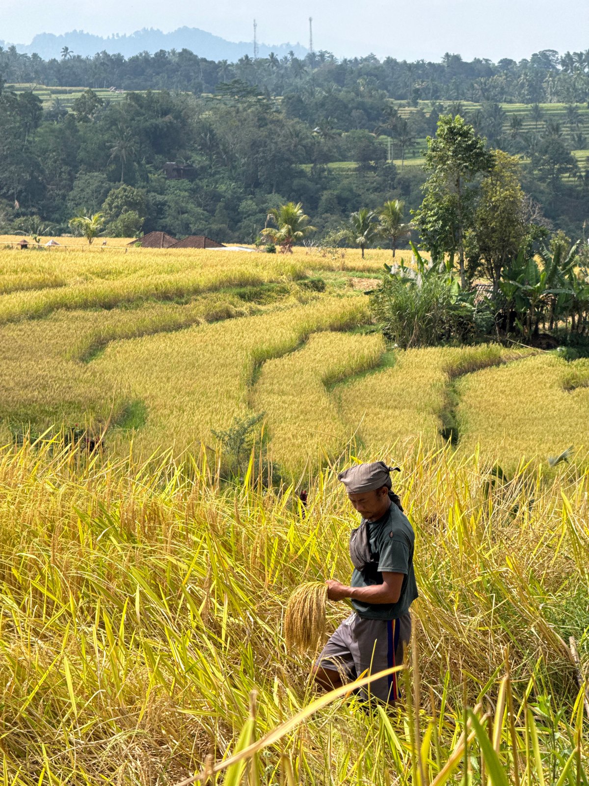 Golden rice harvest across terraced fields in Penebel, Bali