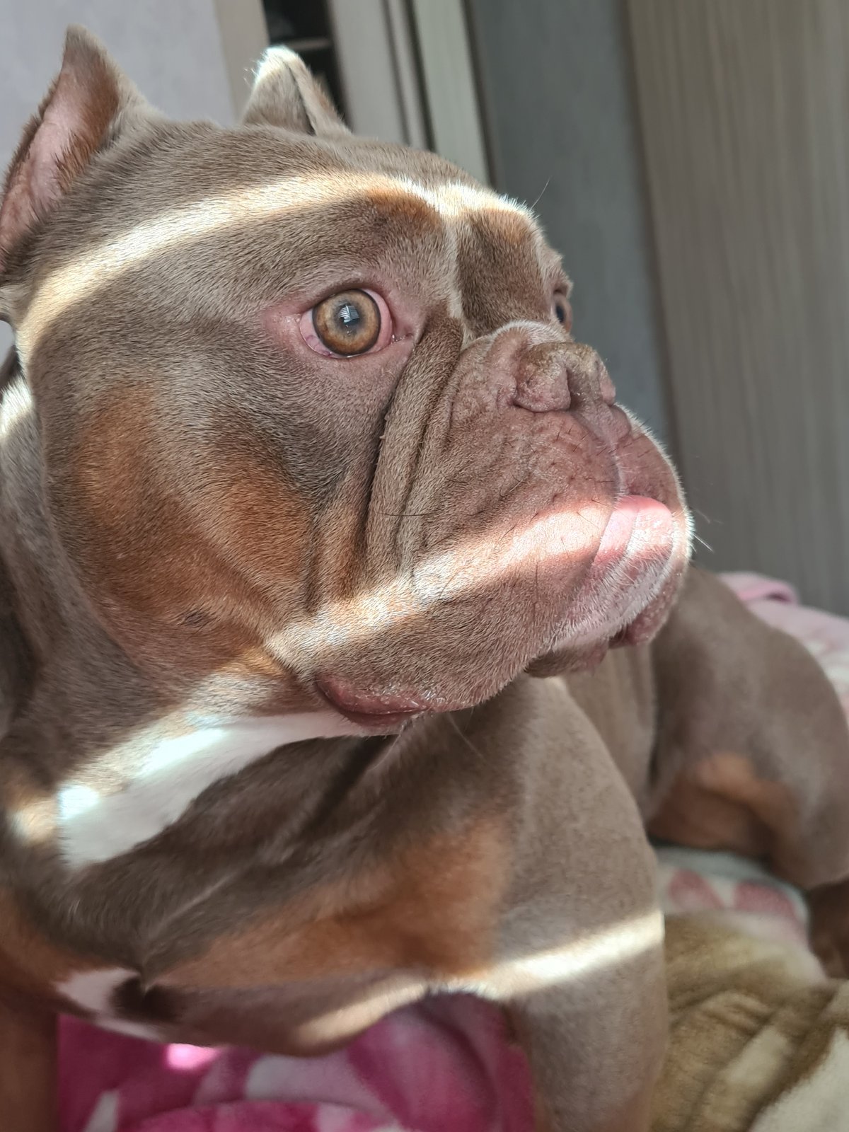 Close-up portraits of a wrinkly bully-breed dog indoors