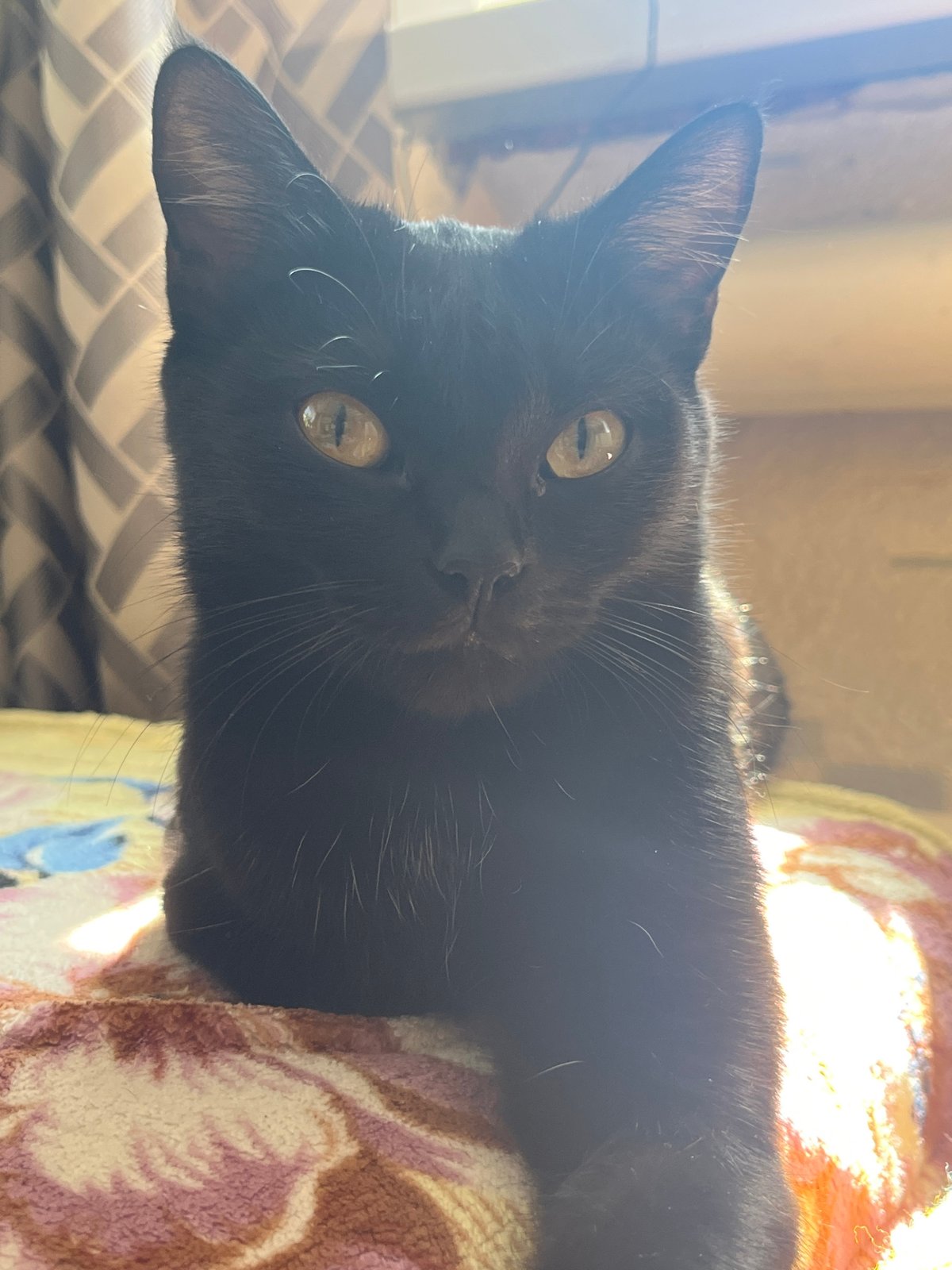 Morning photos capture black cat and redhead in Chaikovsky