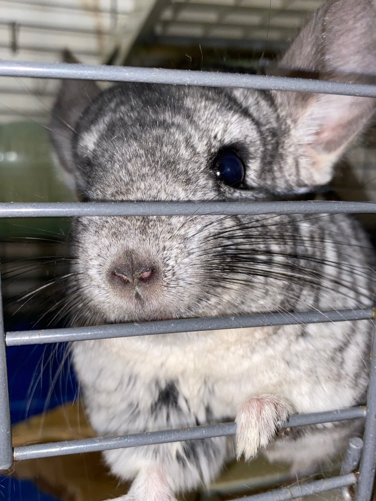 Pet owner documents quiet moments with cat, chinchilla in Votkinsk