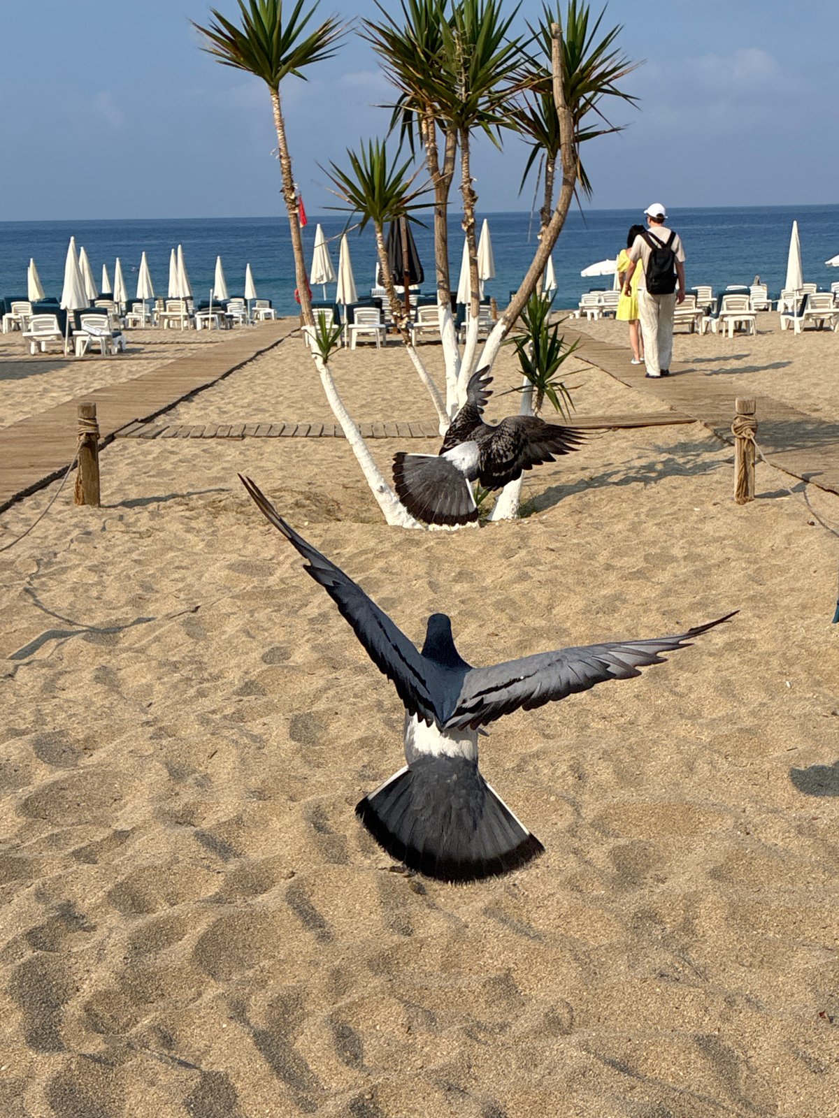 Alanya beachfront morning: cats, pigeons, and a seaside stroll