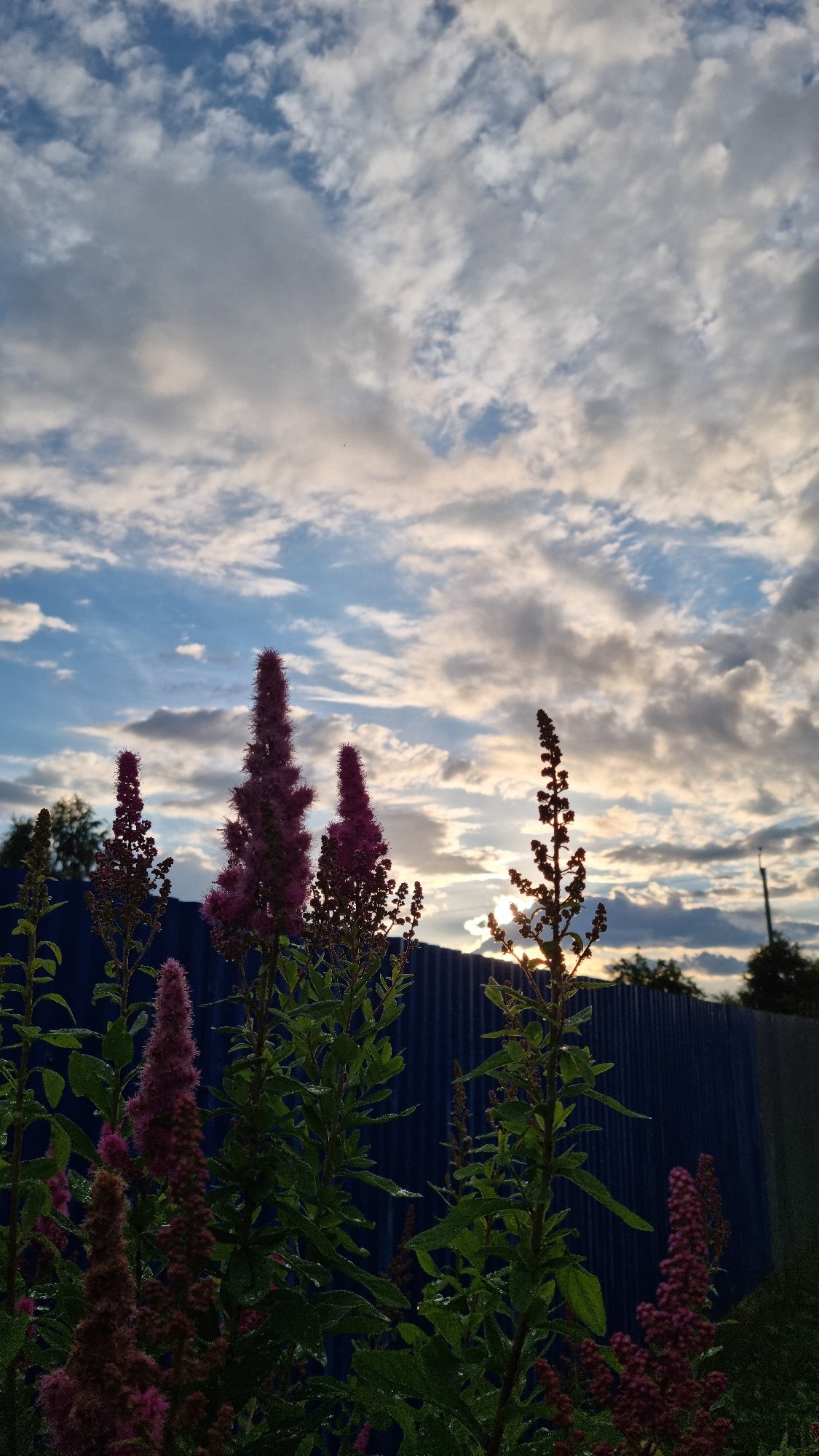 Wildflowers and stormy sunset skies in rural Vysokoe, Russia
