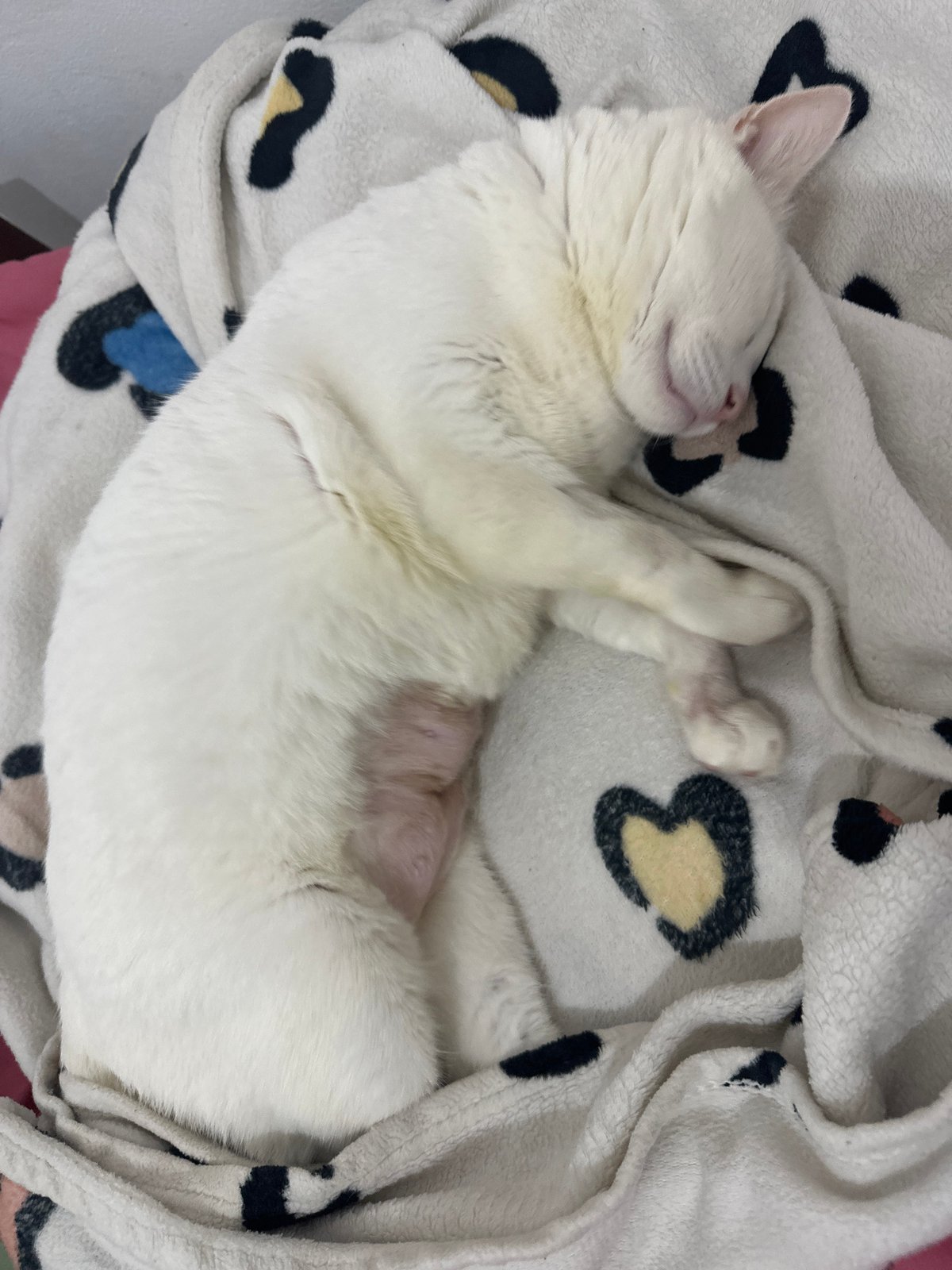 Quiet afternoon moments with selfies and sleeping cats in Sukawati