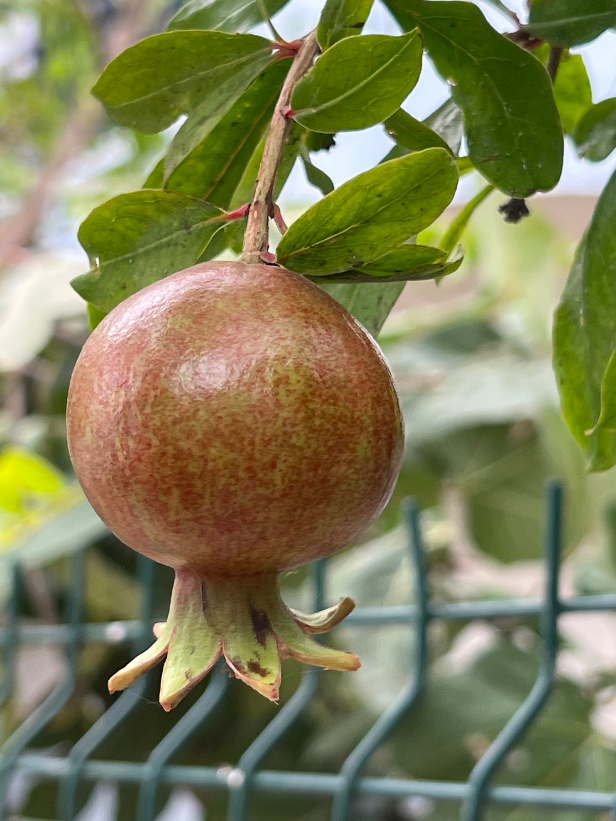 Summer flora in full swing across Antalya streets and gardens