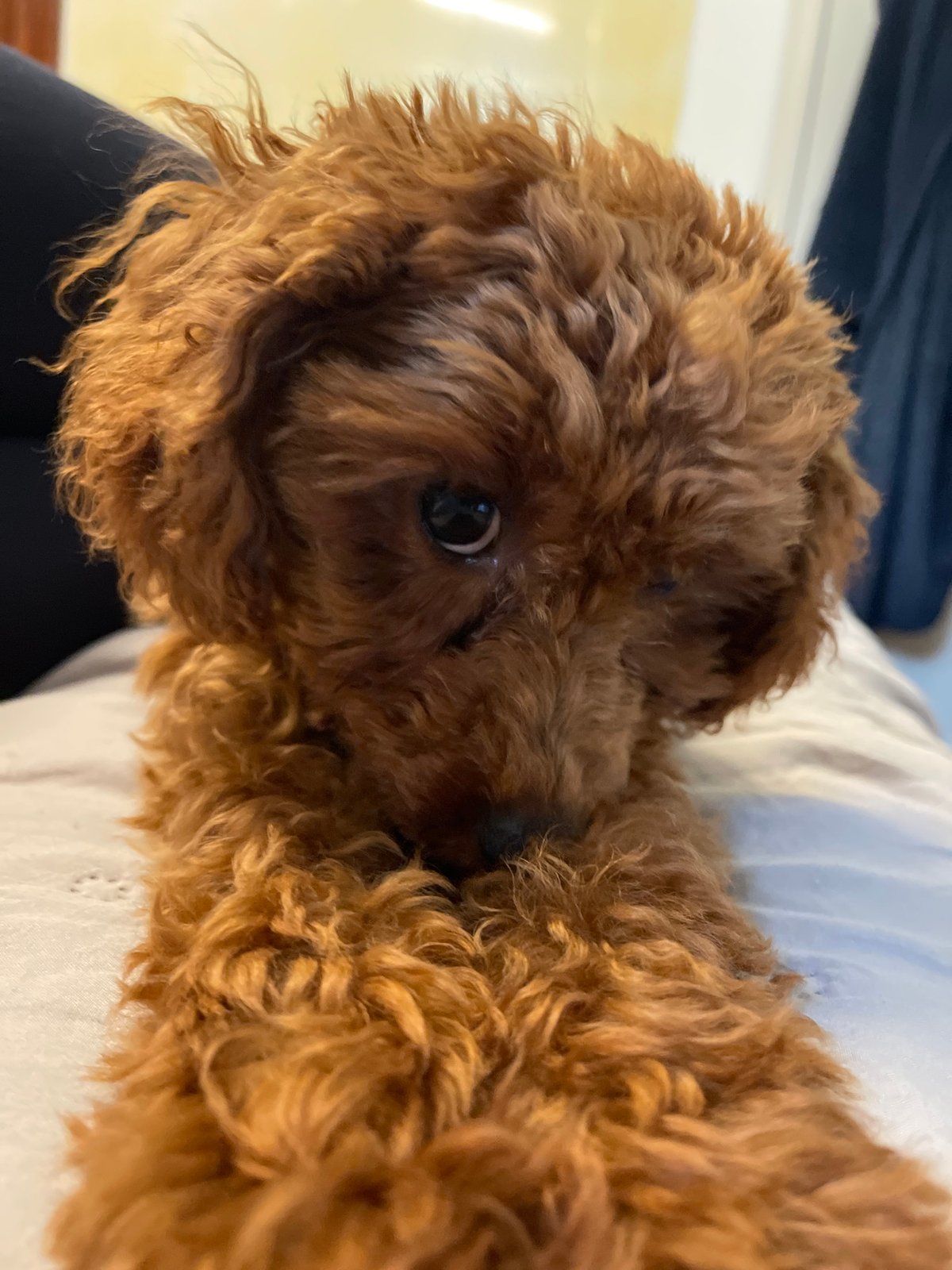 Small poodle photographed resting indoors in Sofia, Bulgaria