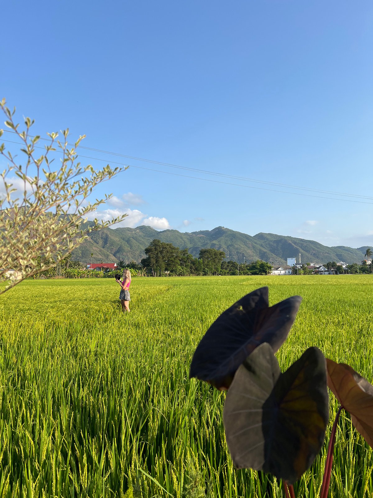 People photograph themselves in Vietnamese rice fields