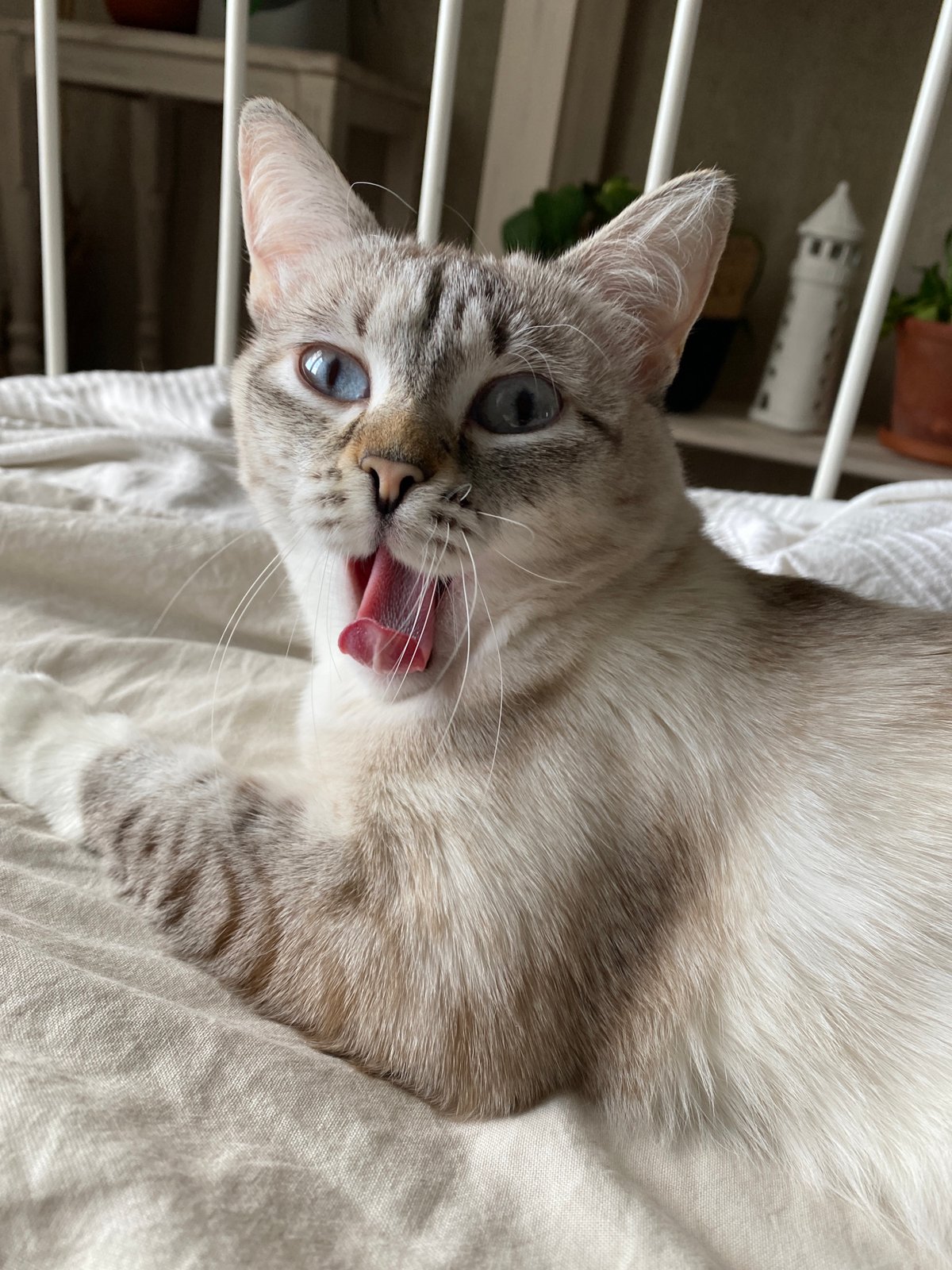 Cats photographed in quiet moments in Yekaterinburg homes