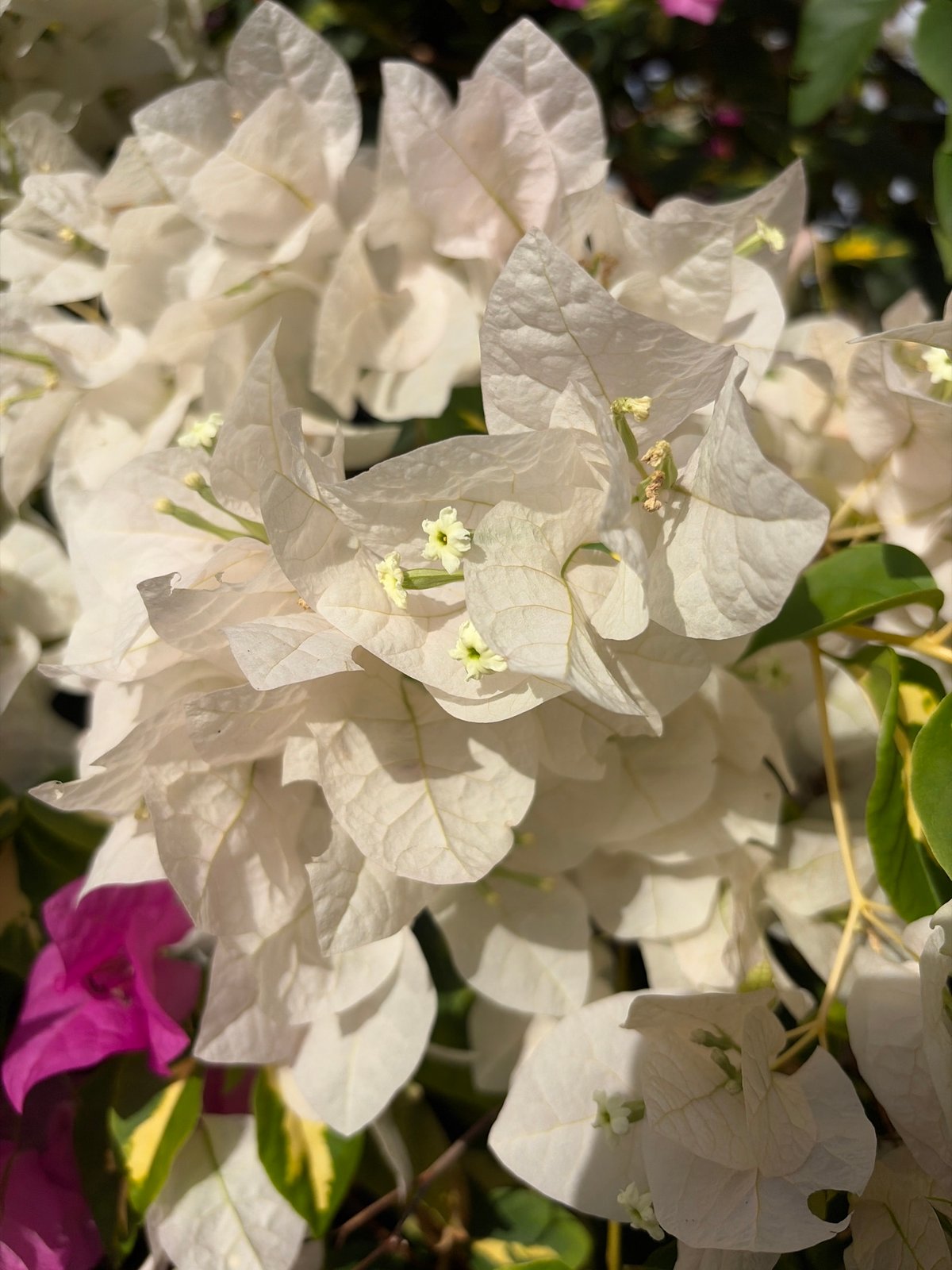 Casual photo walk captures tropical flowers, cat in Ciudad Guayana