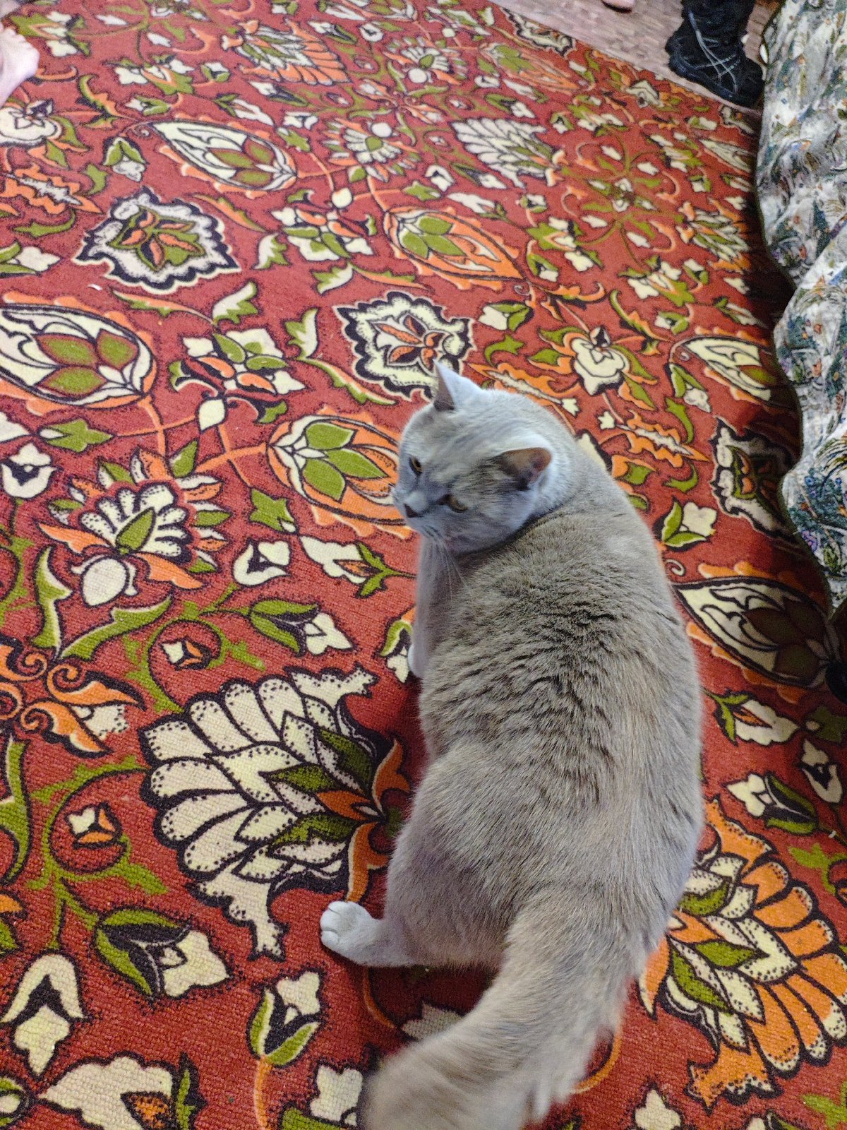 Domestic cats documented in family home in Dubovaya, Russia