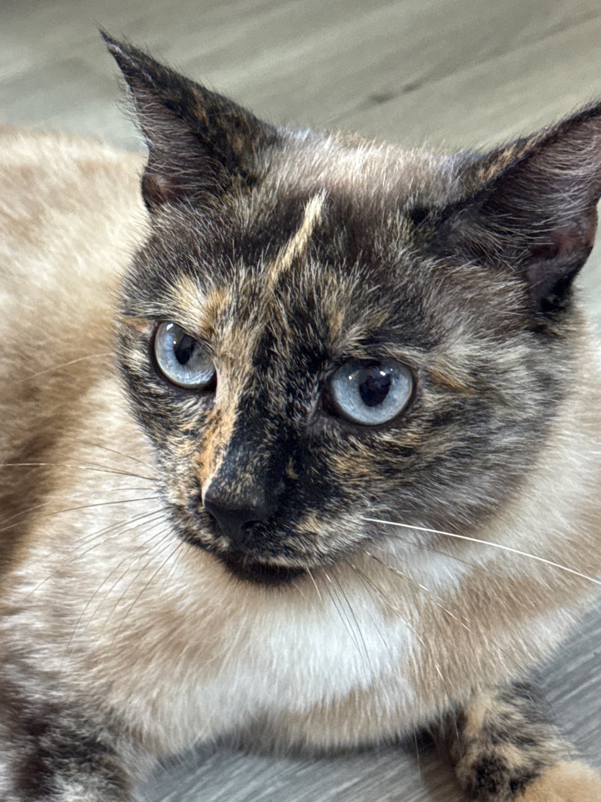 Pets at home in Novosibirsk — cat, dog, and fish tank