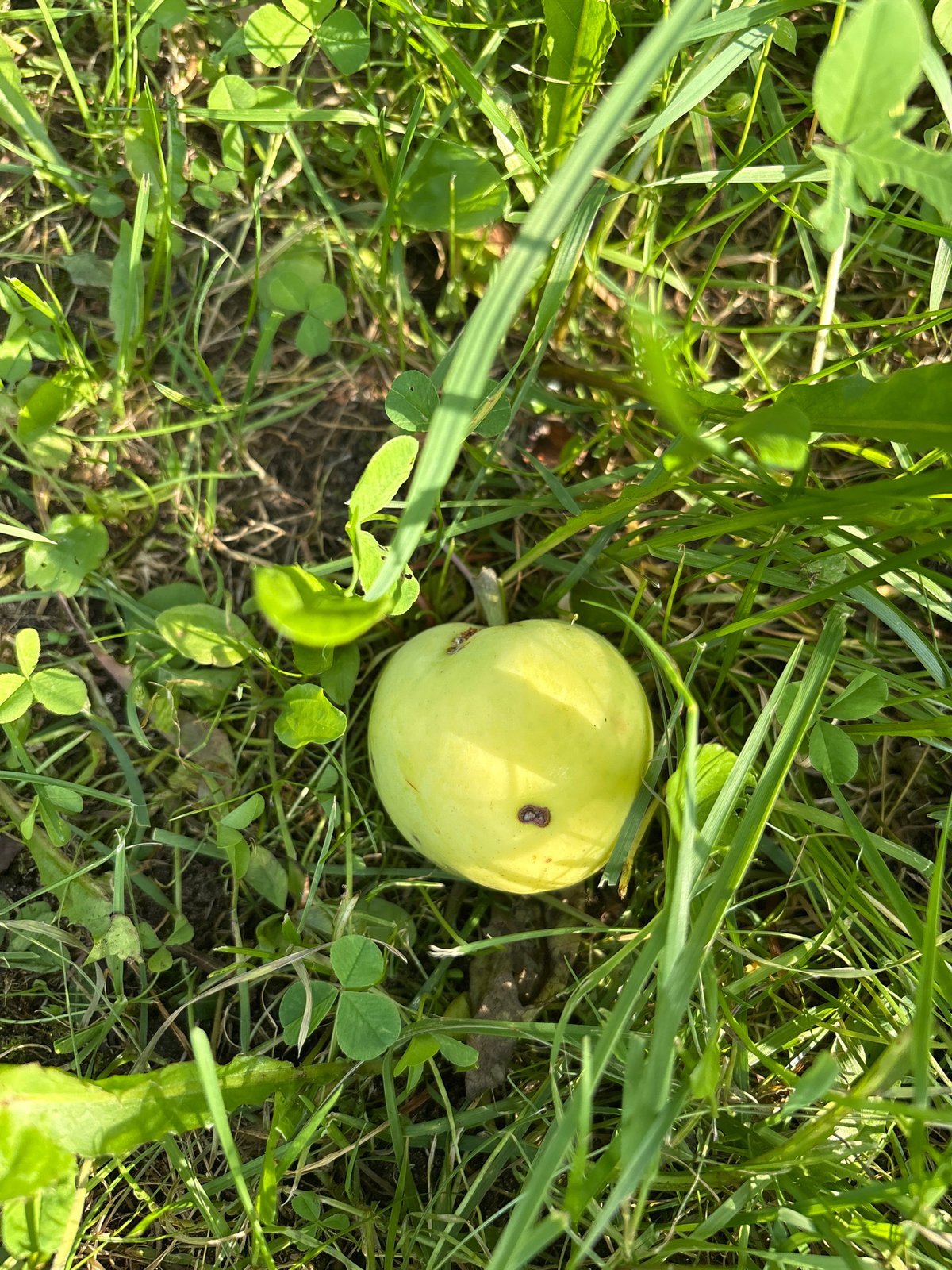 Cats, garden fruit, and a summer backyard in rural Russia