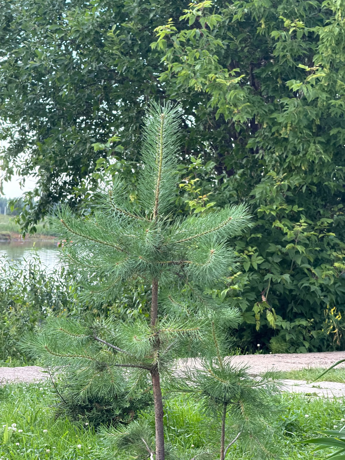 Lazy summer afternoon at a rural Russian recreation spot