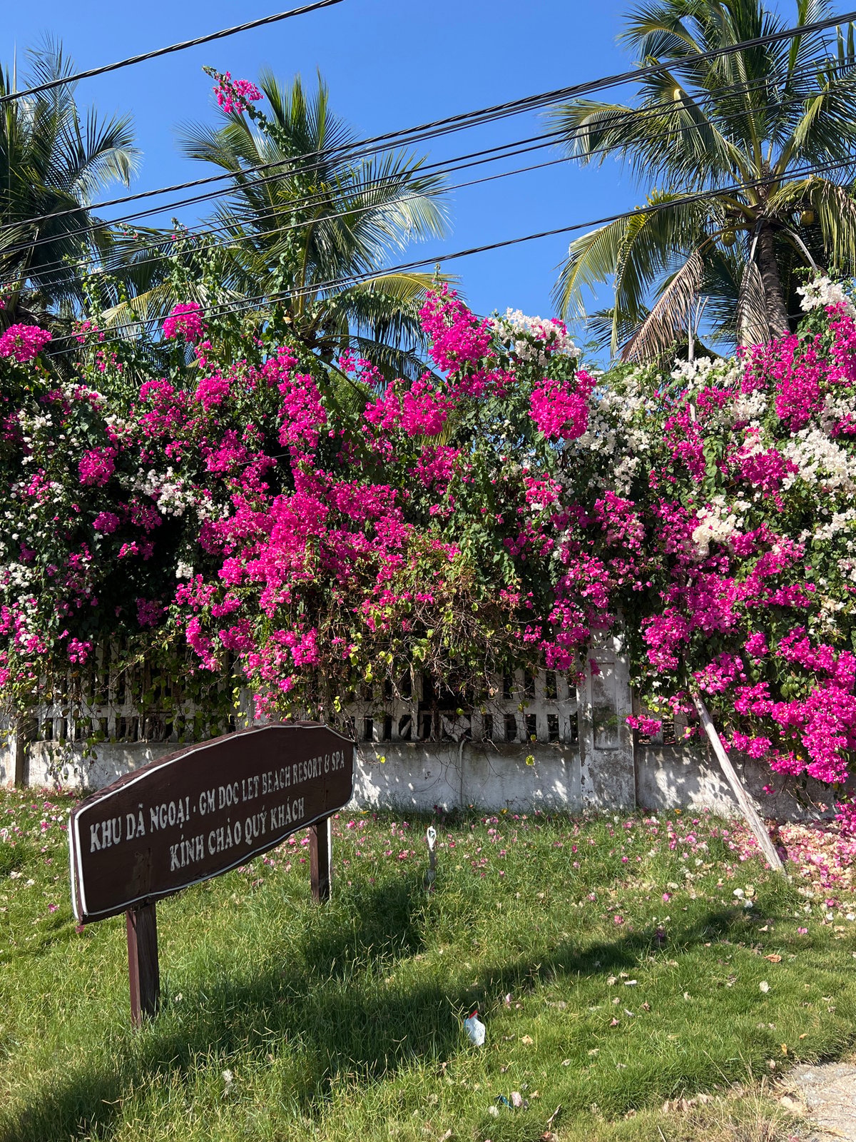Cattle graze among pink flowers in Vietnamese coastal ward
