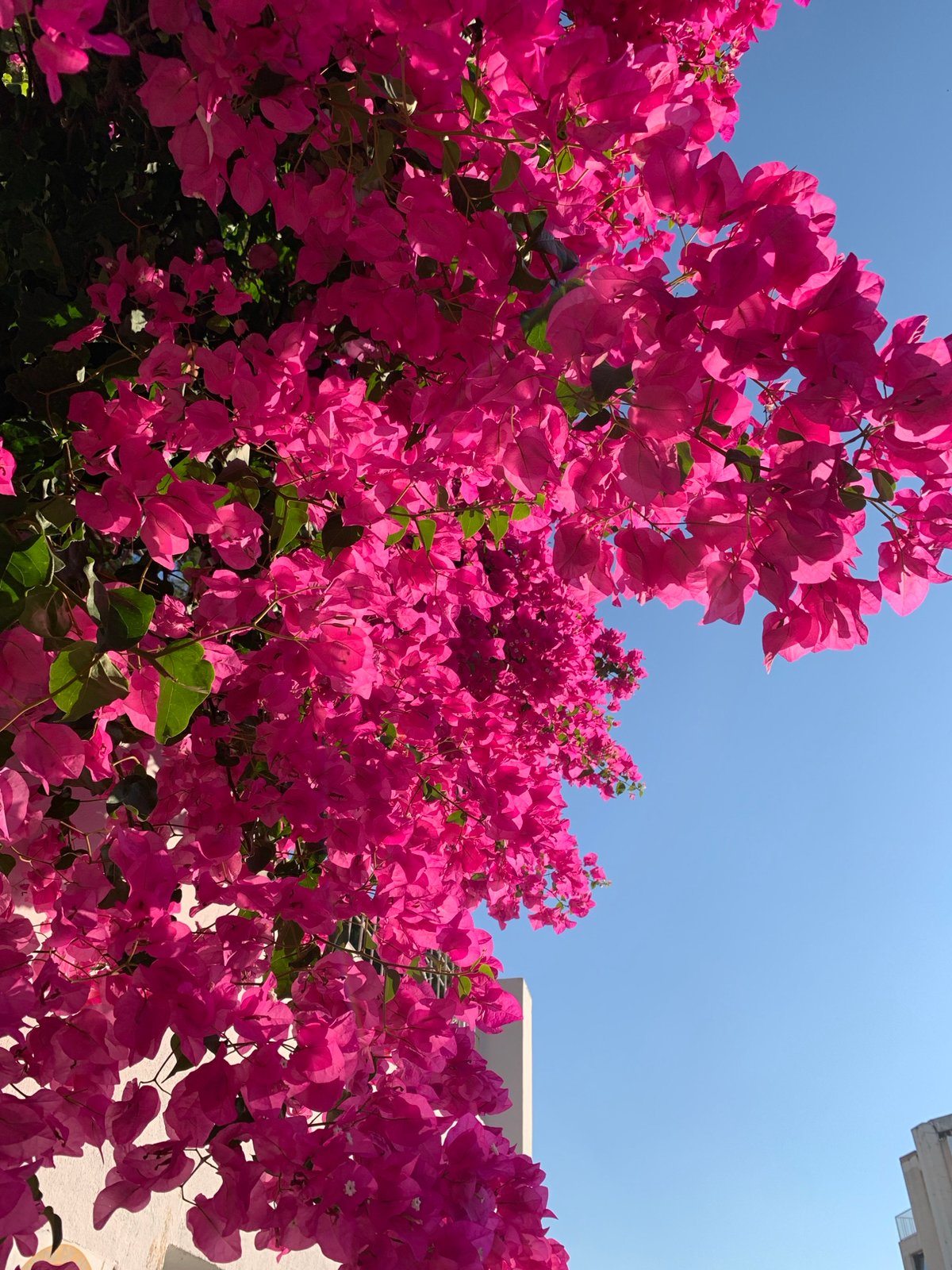Pink bougainvillea and coastal architecture in Palmanova, Spain