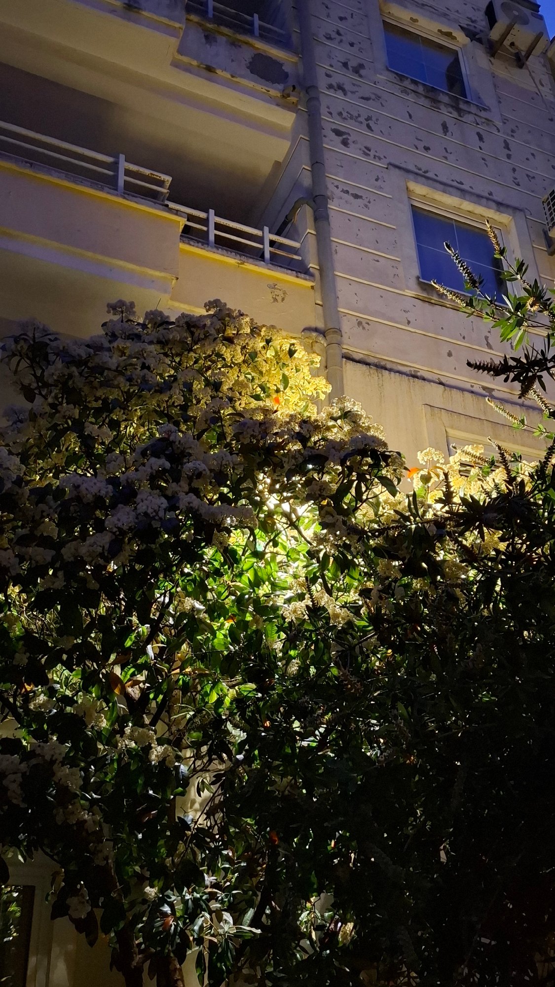 Evening blooms documented in Budva, Montenegro