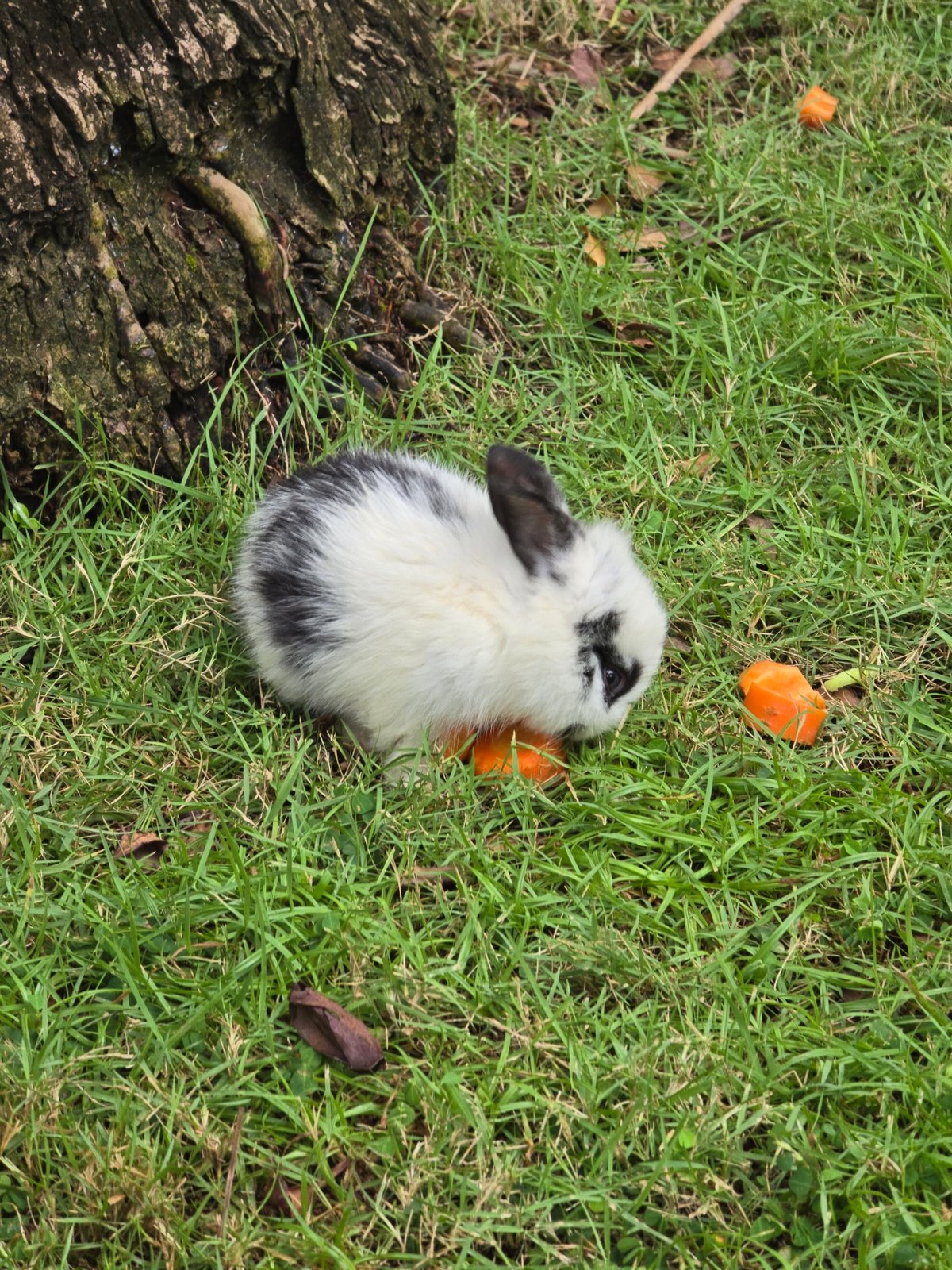 Domestic rabbits spotted grazing near hutch in Nusa Dua