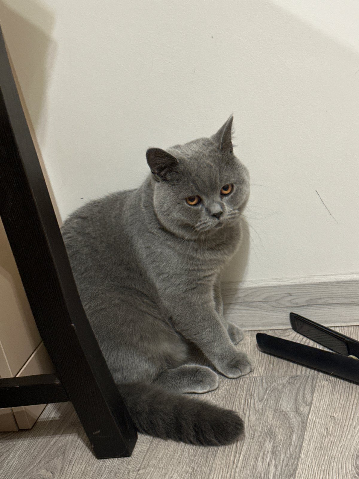 British Shorthair cat at home in Ruse, Bulgaria
