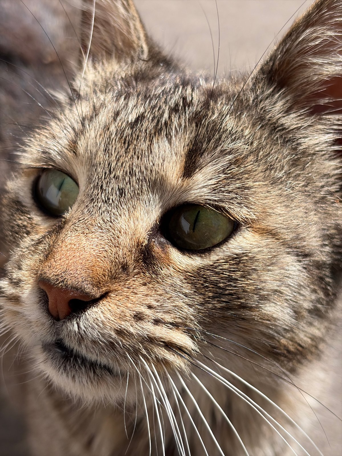 Tabby cat photographed in multiple poses during three-minute span