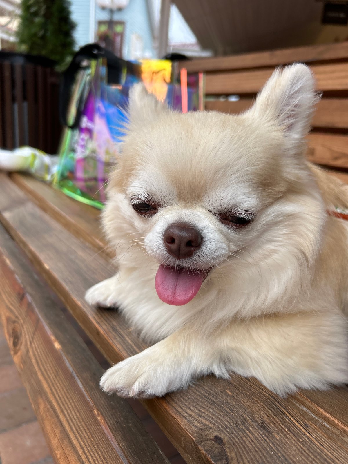 Pokrovskoe's pet-filled outdoor shopping strip on a summer morning