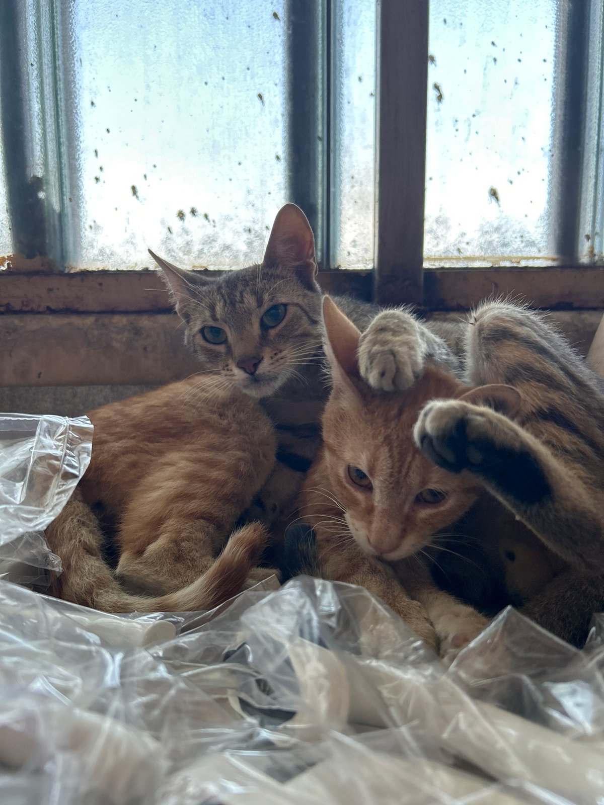 Two cats rest together by window in Struma, Bulgaria