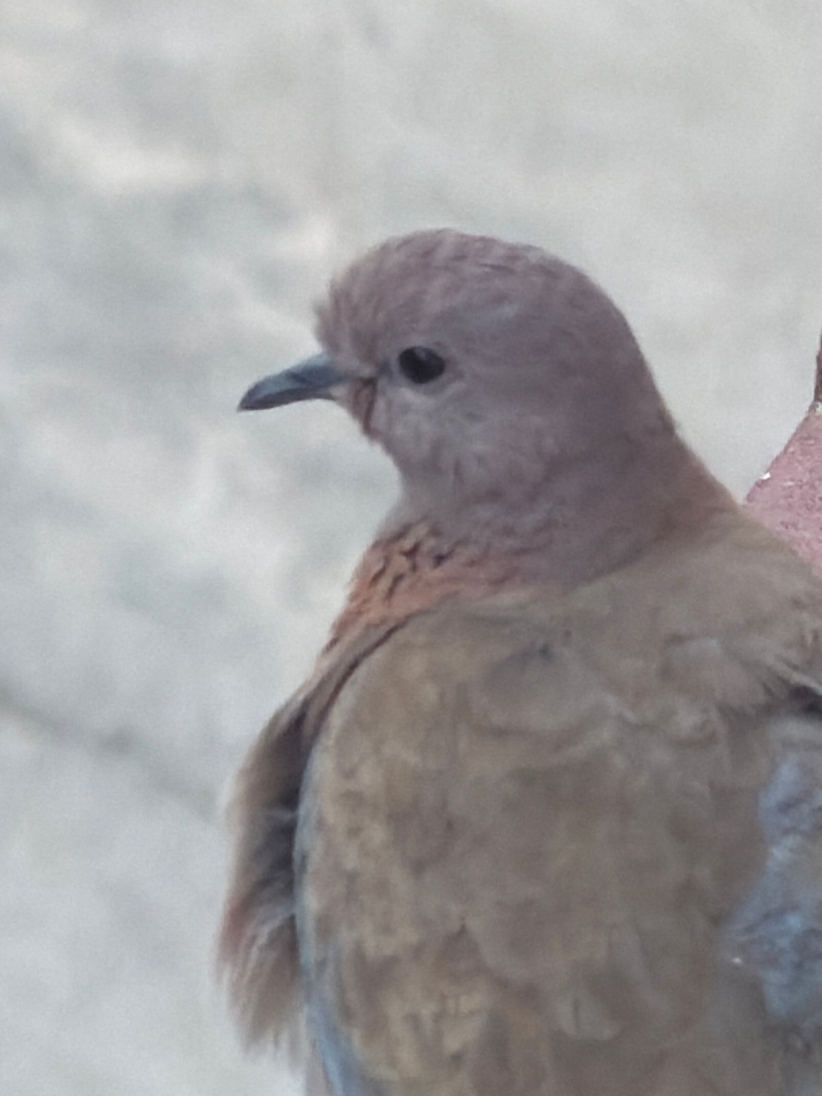 Eurasian Collared Doves on a rooftop in Chirchik, Uzbekistan