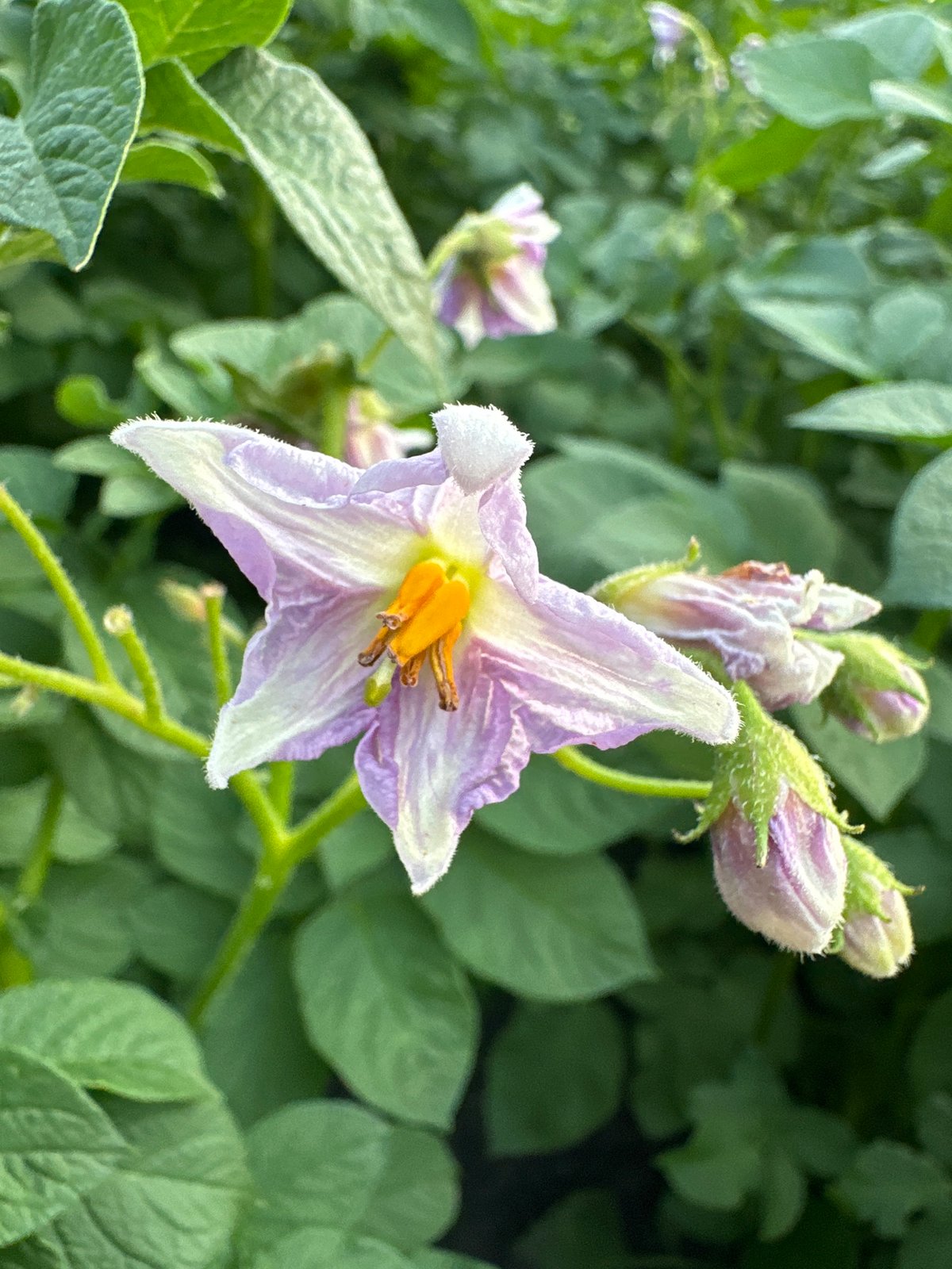 Close-up garden scenes: vegetables, berries, and snails in midsummer