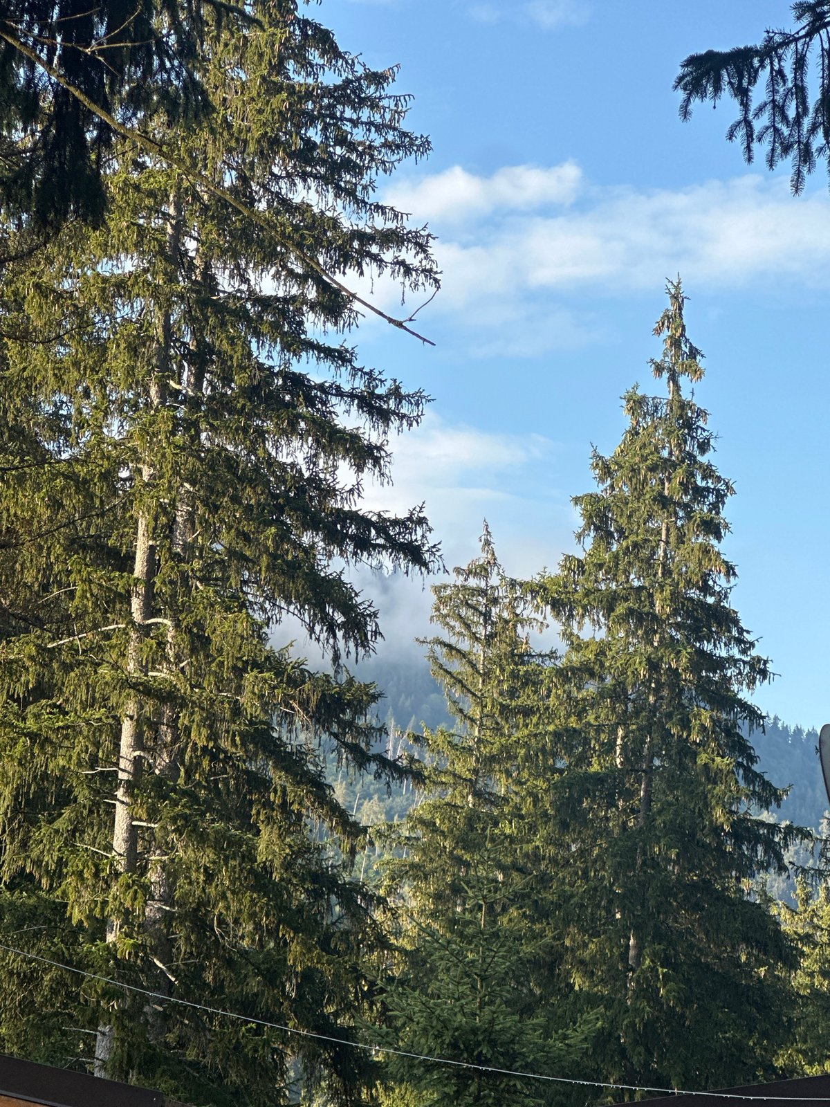 Looking up through cone-laden fir canopy in Borno, Italy