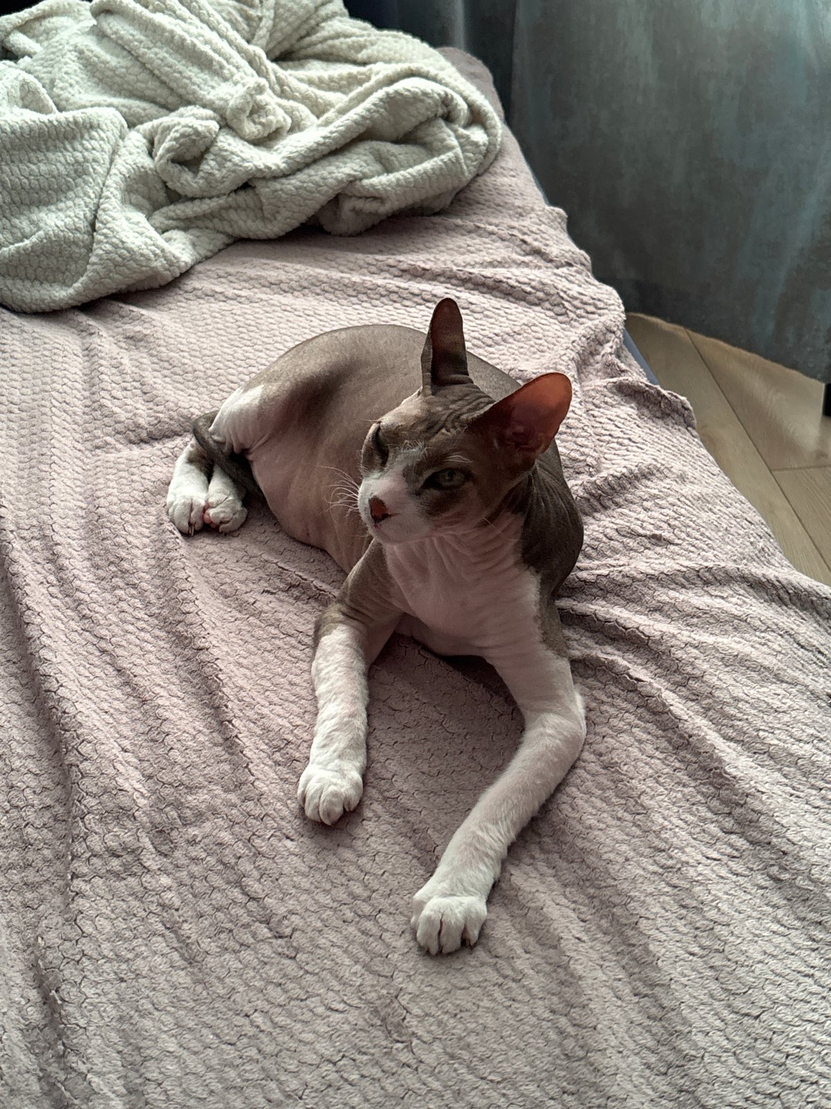 Sphynx cat spotted resting indoors in Korolyov, Russia