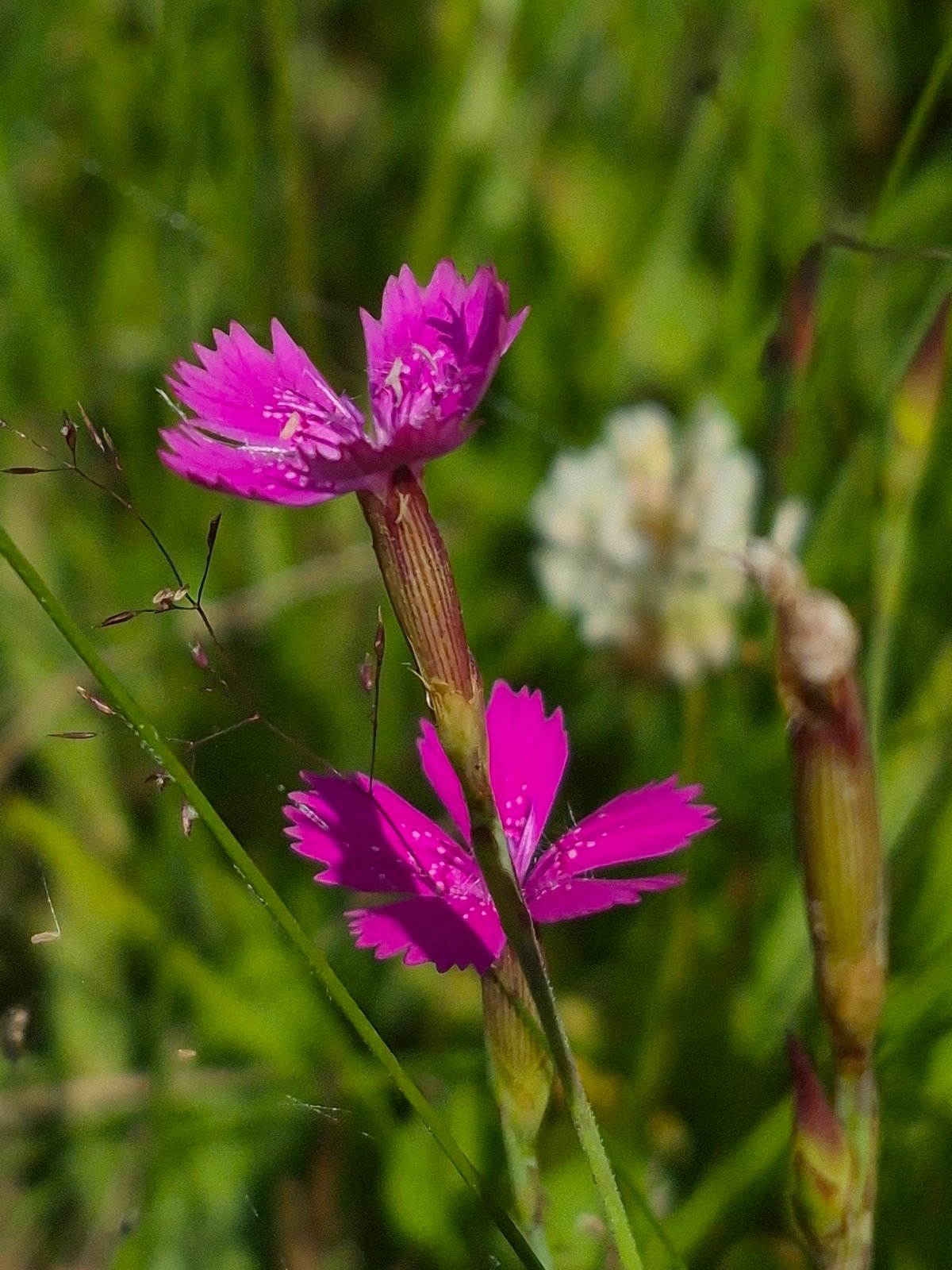 Pink Dianthus flowers in close-up, Sooblase, Estonia