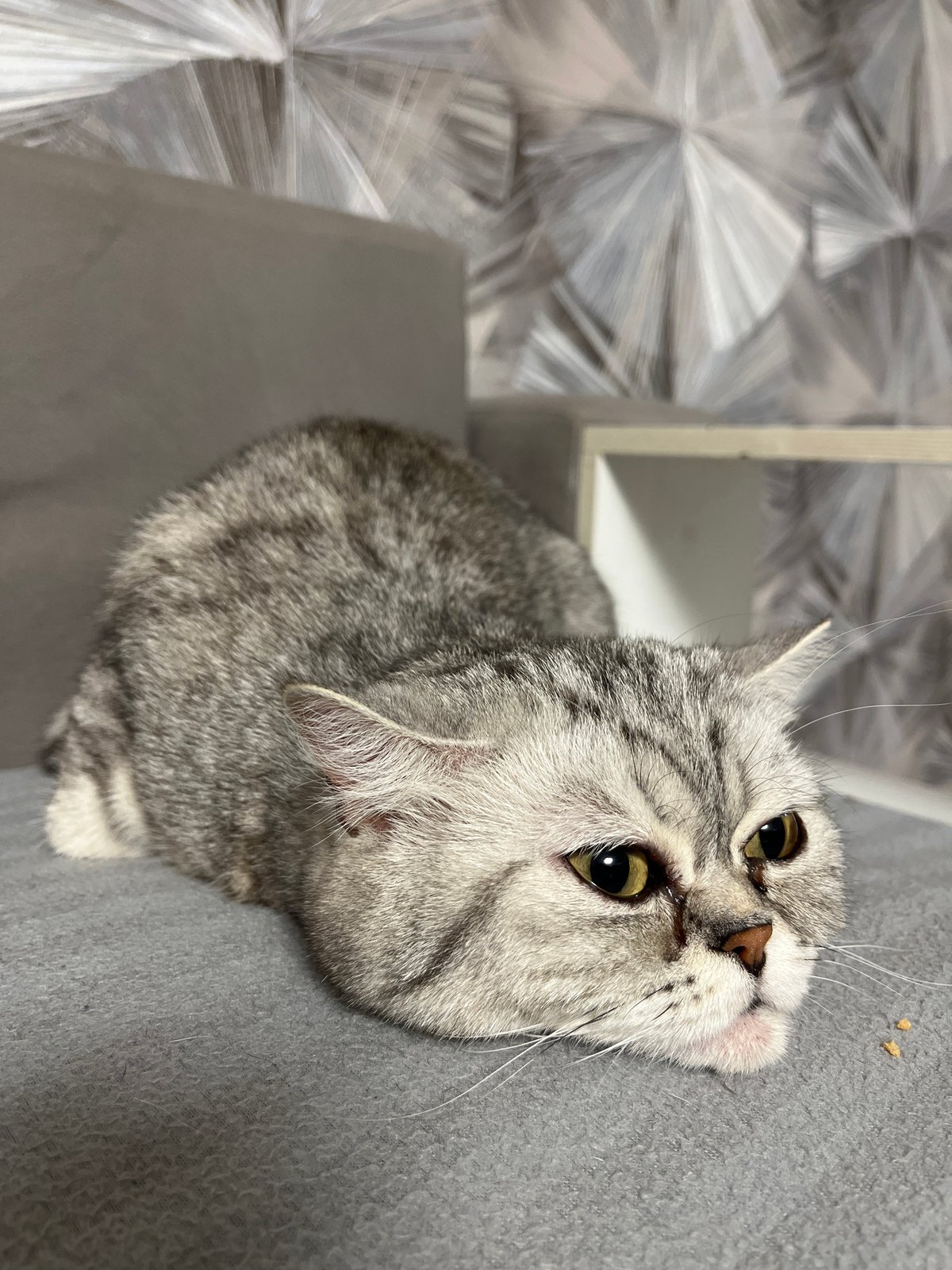 Tabby cat spotted resting indoors in Chaikovsky, Russia