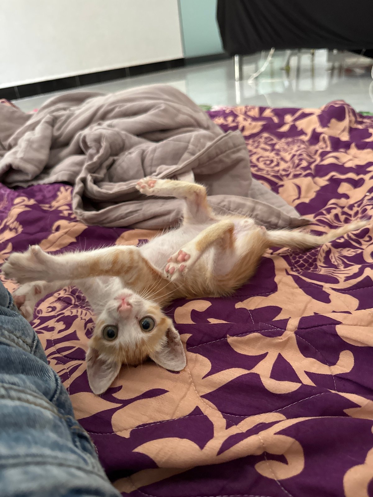 Kitten playtime and scooter rides around Mũi Né