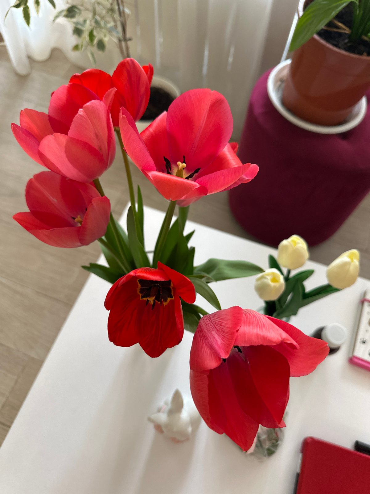 Spring tulip arrangement spotted on table in Sofia