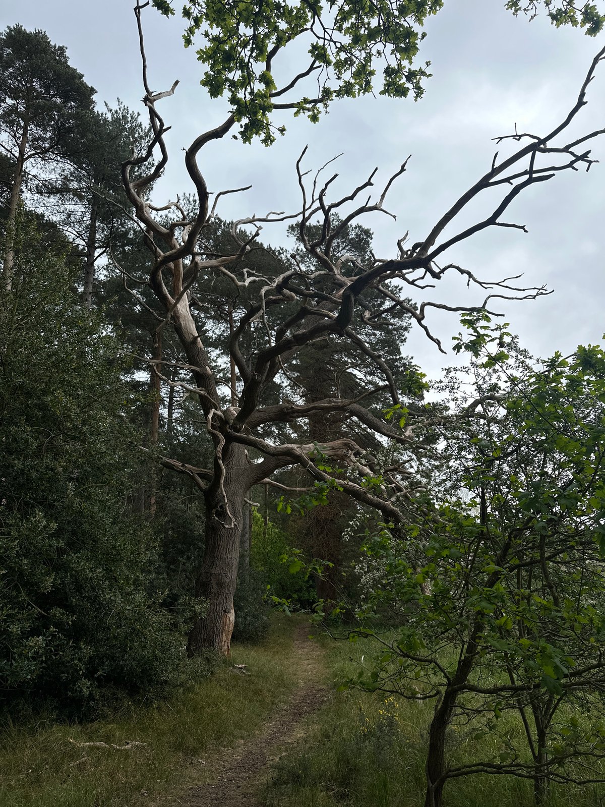 Spring nature documentation captured in West Suffolk countryside