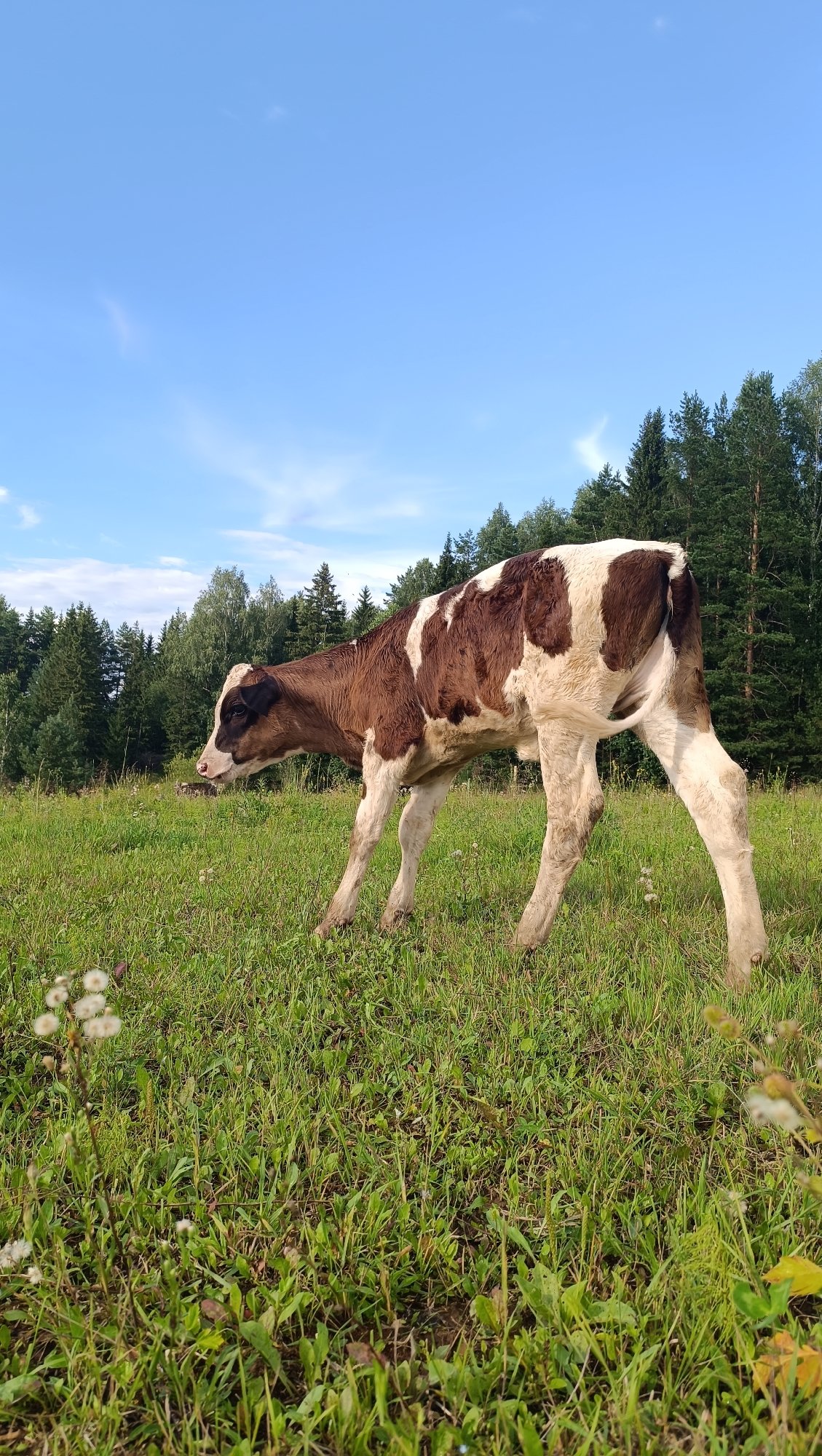 Calves and wildflowers in a Russian summer meadow
