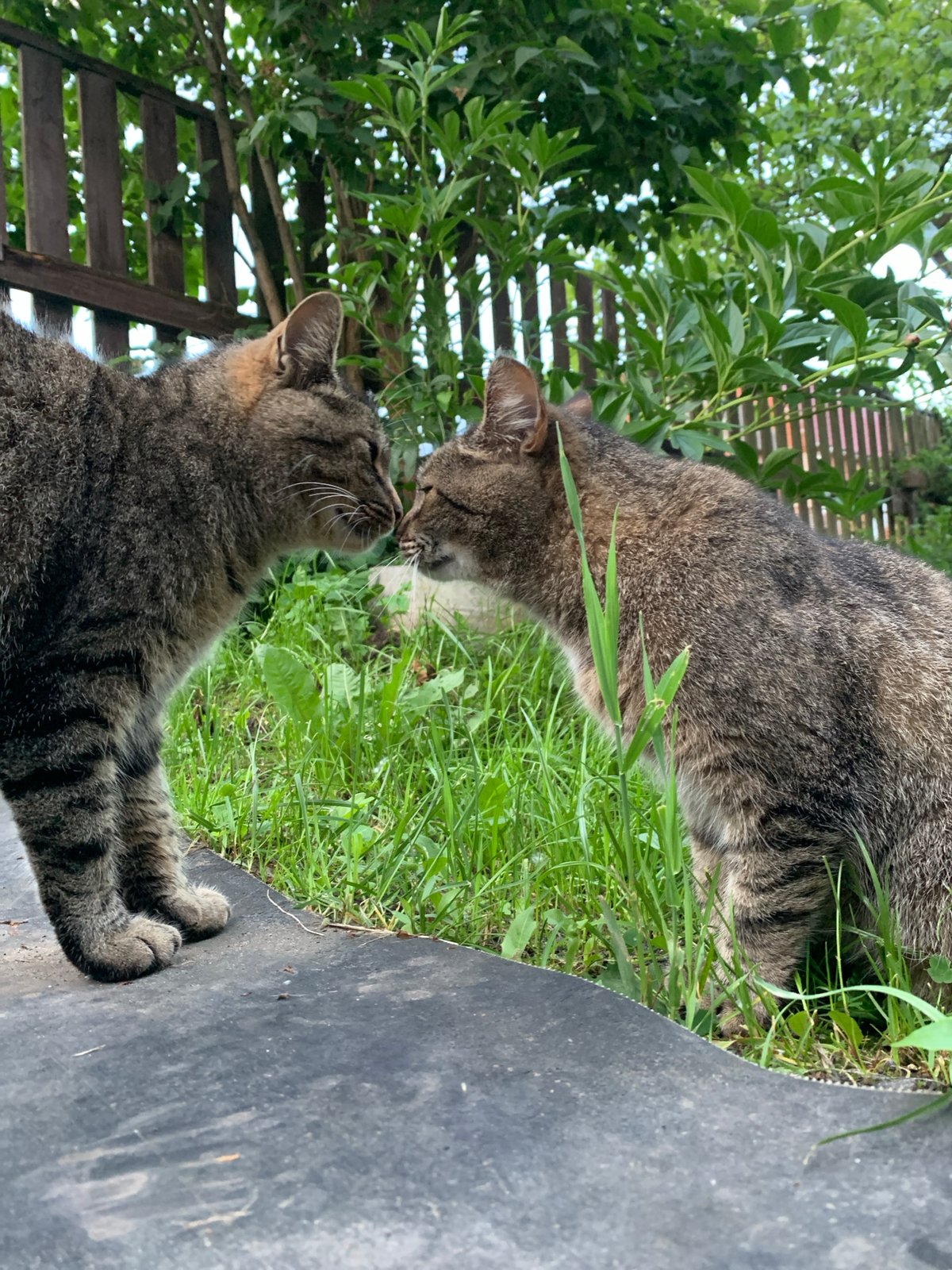 Tabby cats hanging out in a Gatchina backyard on a summer evening