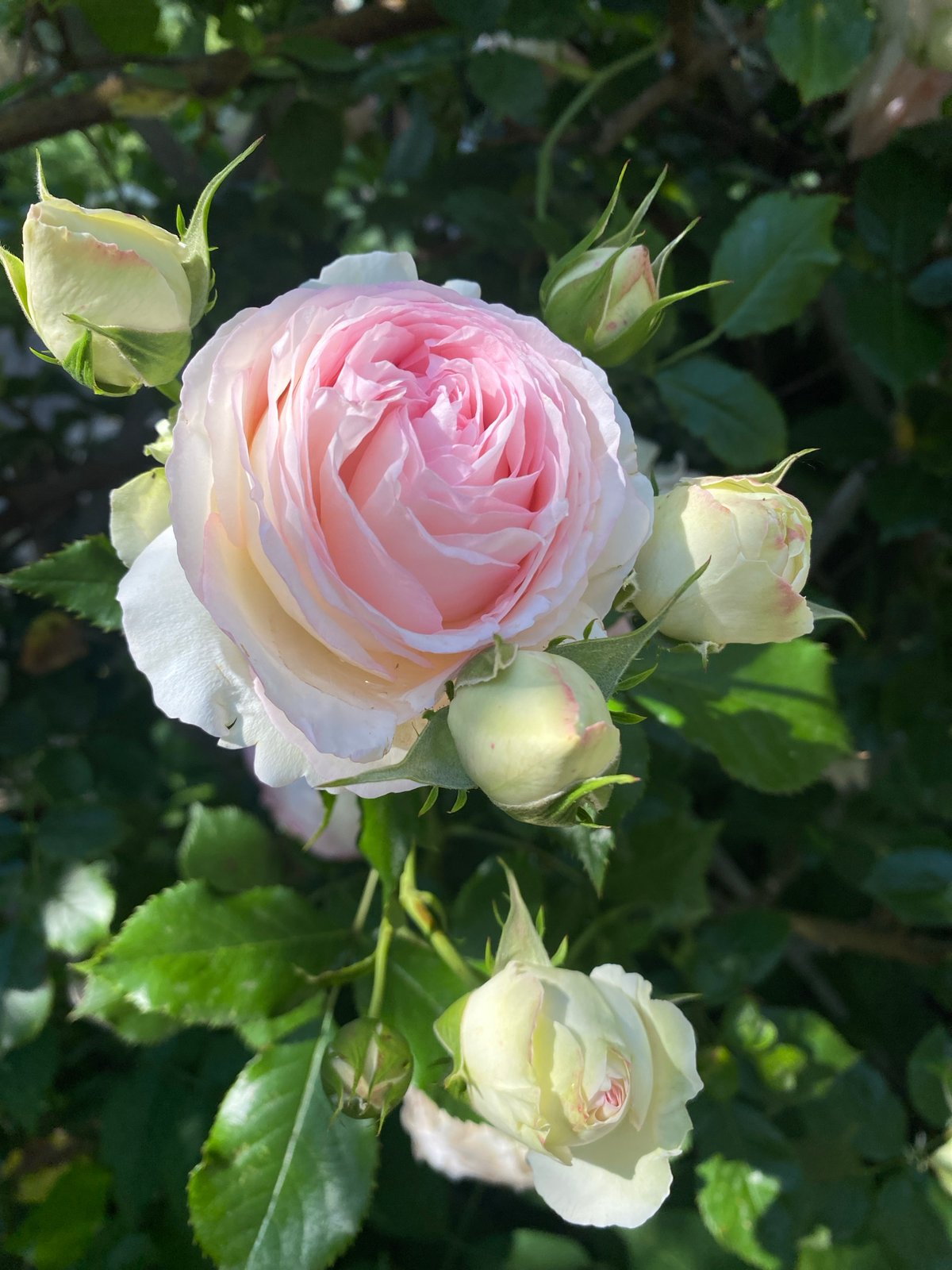 Pink rose in full bloom, close-up in Stavropol garden