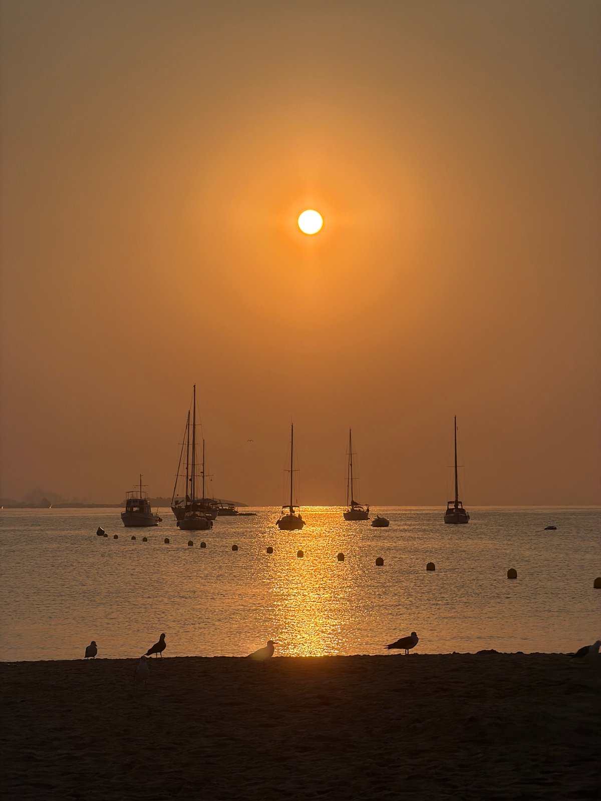 Golden hour along the Calvià coast, sailboats and seagulls