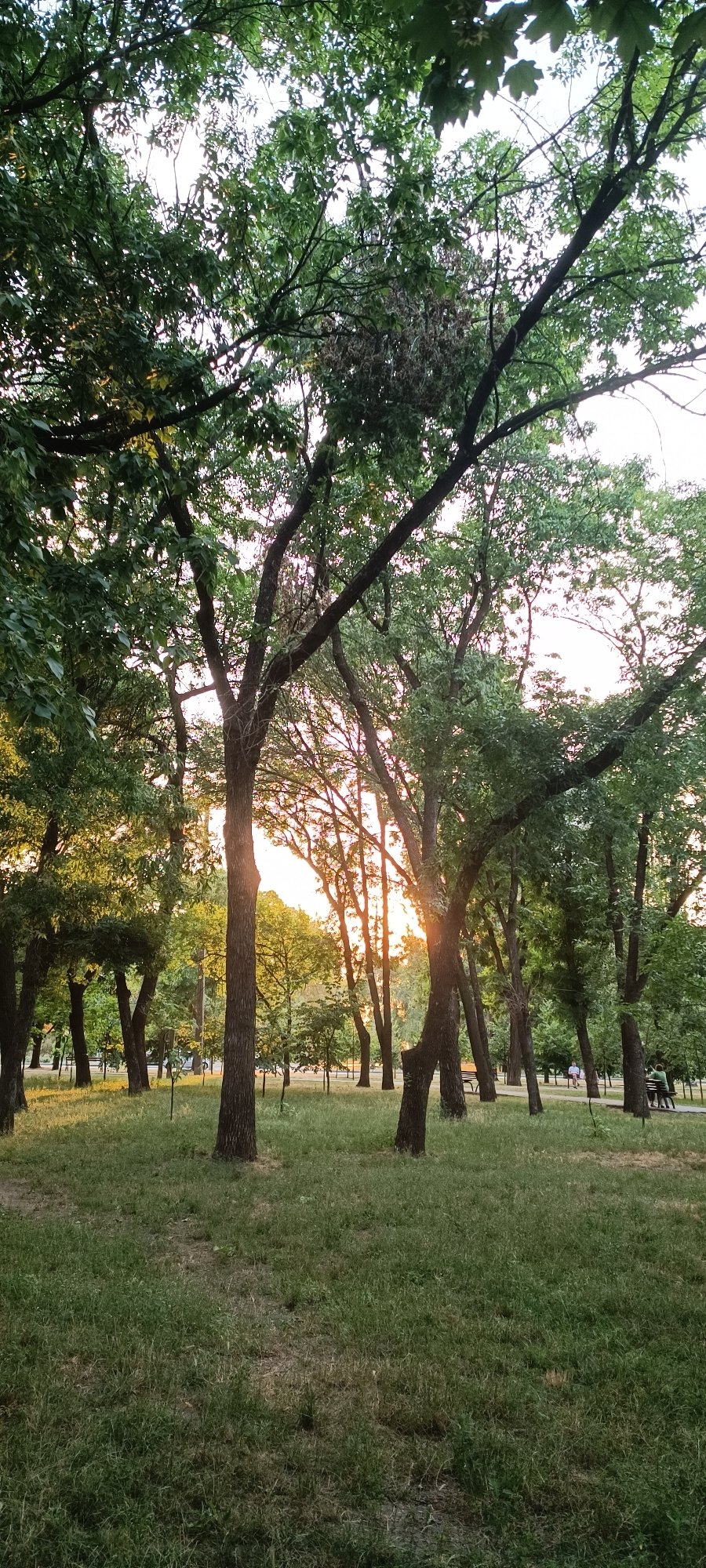 Pit bull evening walk through a Zaporizhzhia park at golden hour