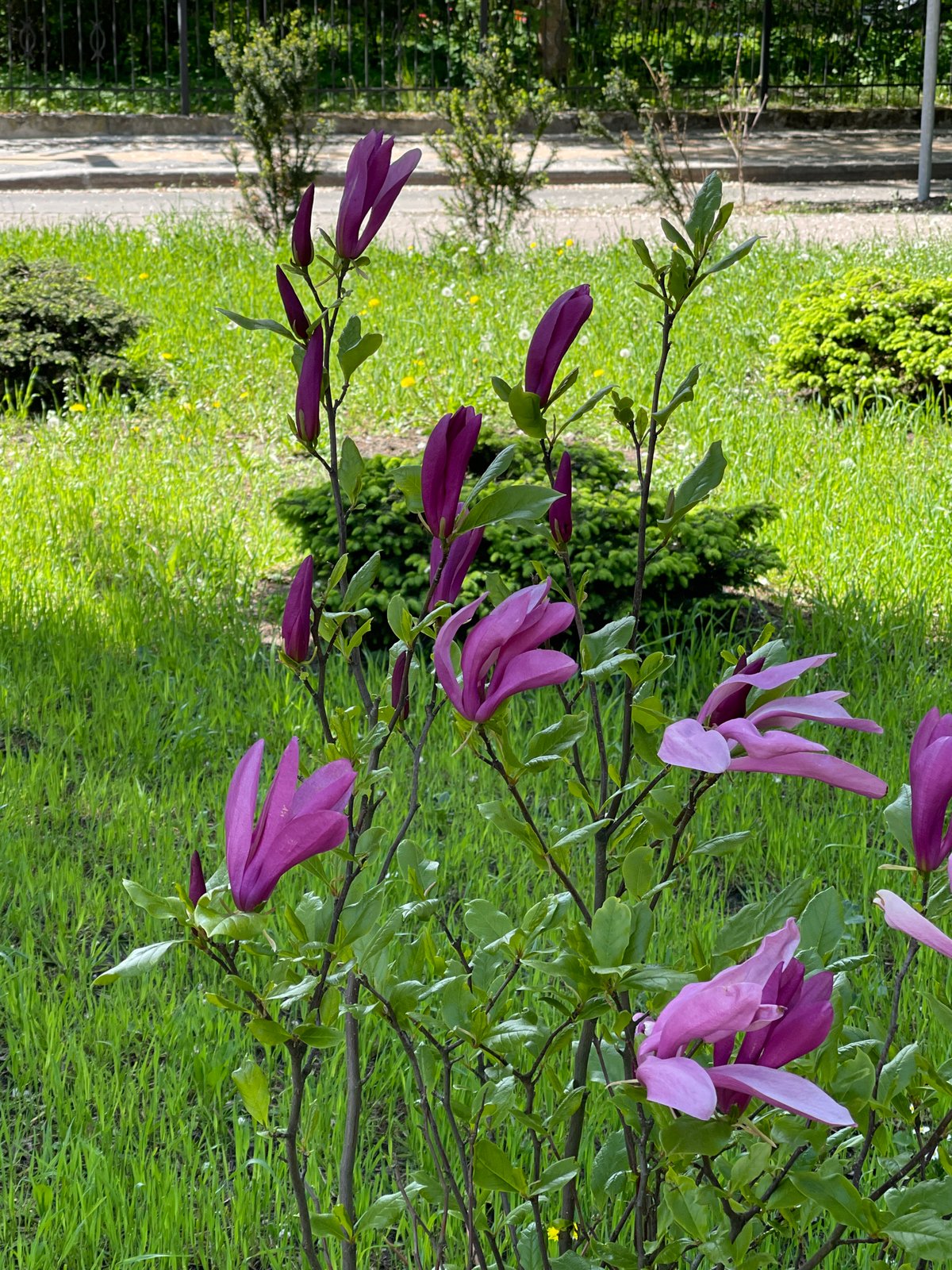 Spring bloom documentation captured across Kaliningrad parks and gardens