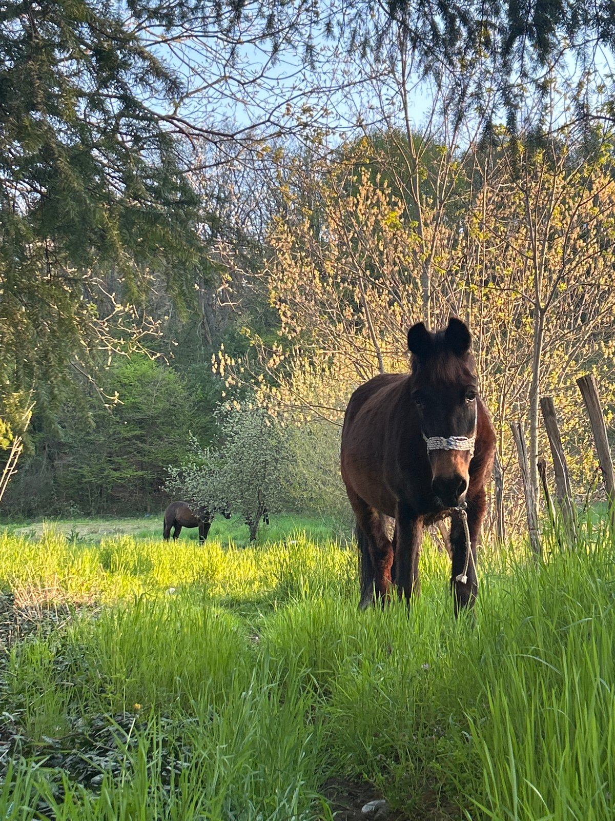 Afternoon scenes documented across rural and urban Zlatograd, Bulgaria