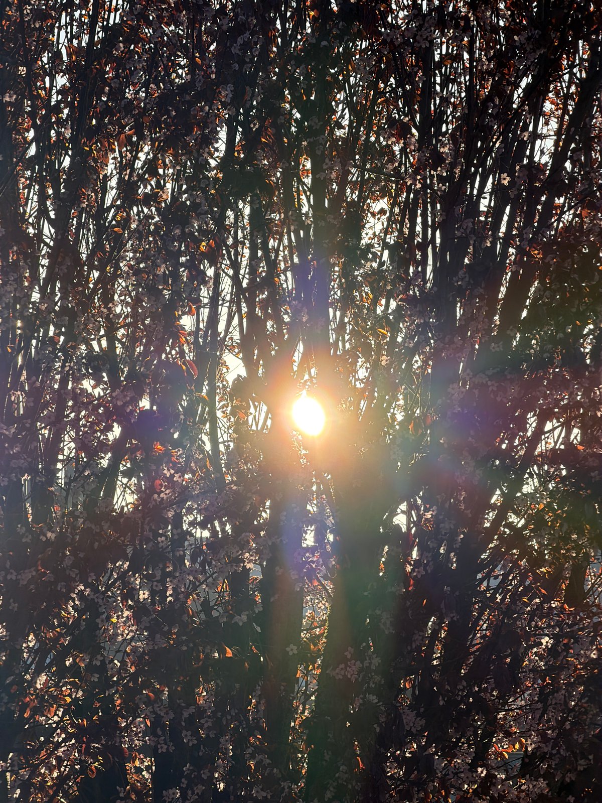 Morning photography session captures sunrise, portraits, pets in Luxembourg